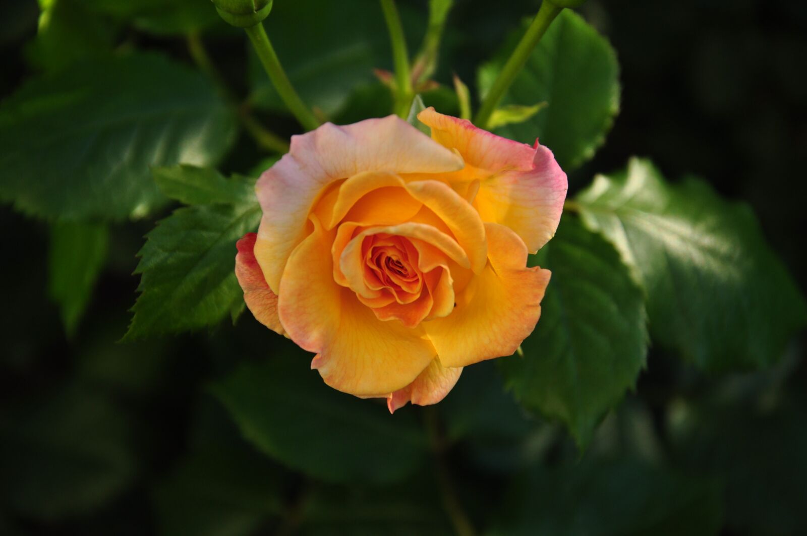 Nikon D5000 sample photo. Rose, multi coloured, blossom photography