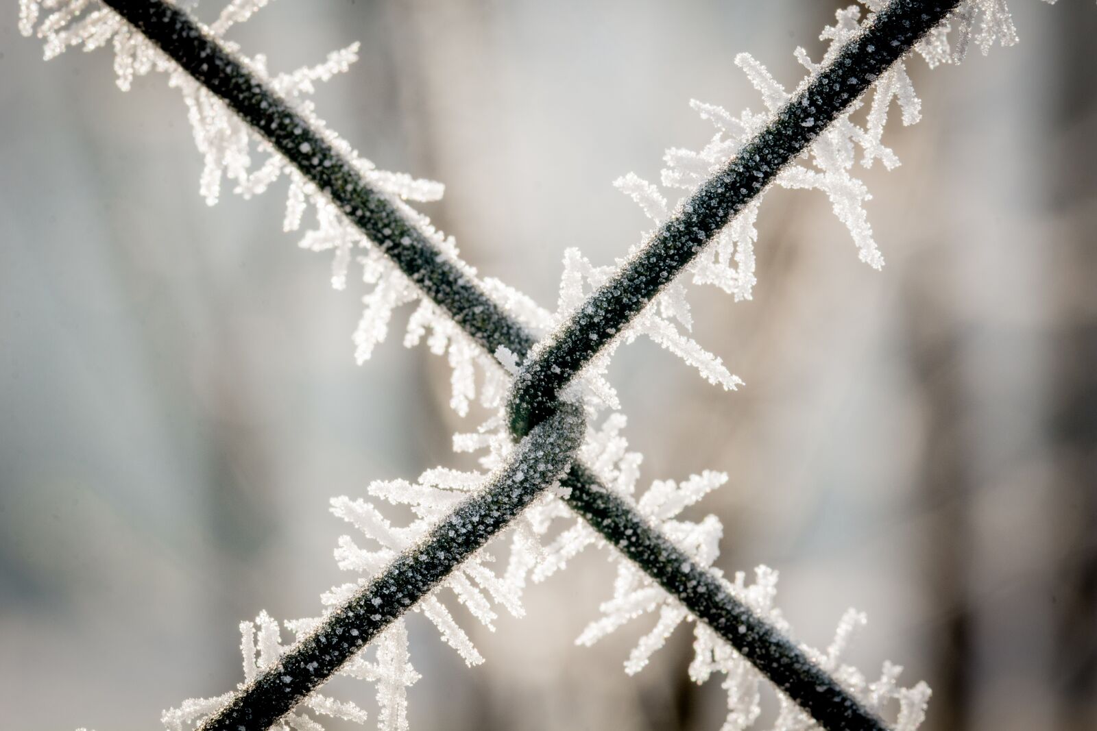 Nikon D7100 sample photo. Wire mesh fence, eiskristalle photography