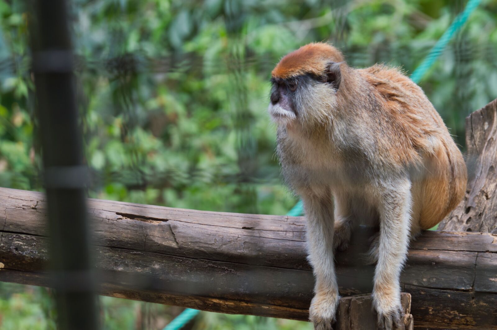 Nikon D3200 sample photo. Mono, costa rica, animals photography