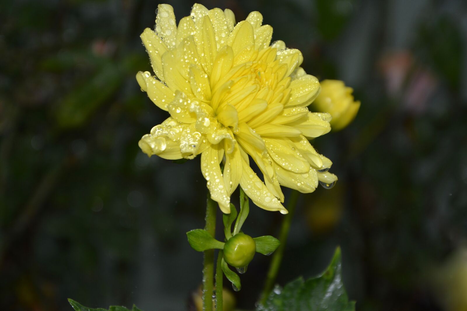 Nikon D5200 sample photo. Flower, yellow flowers, petals photography