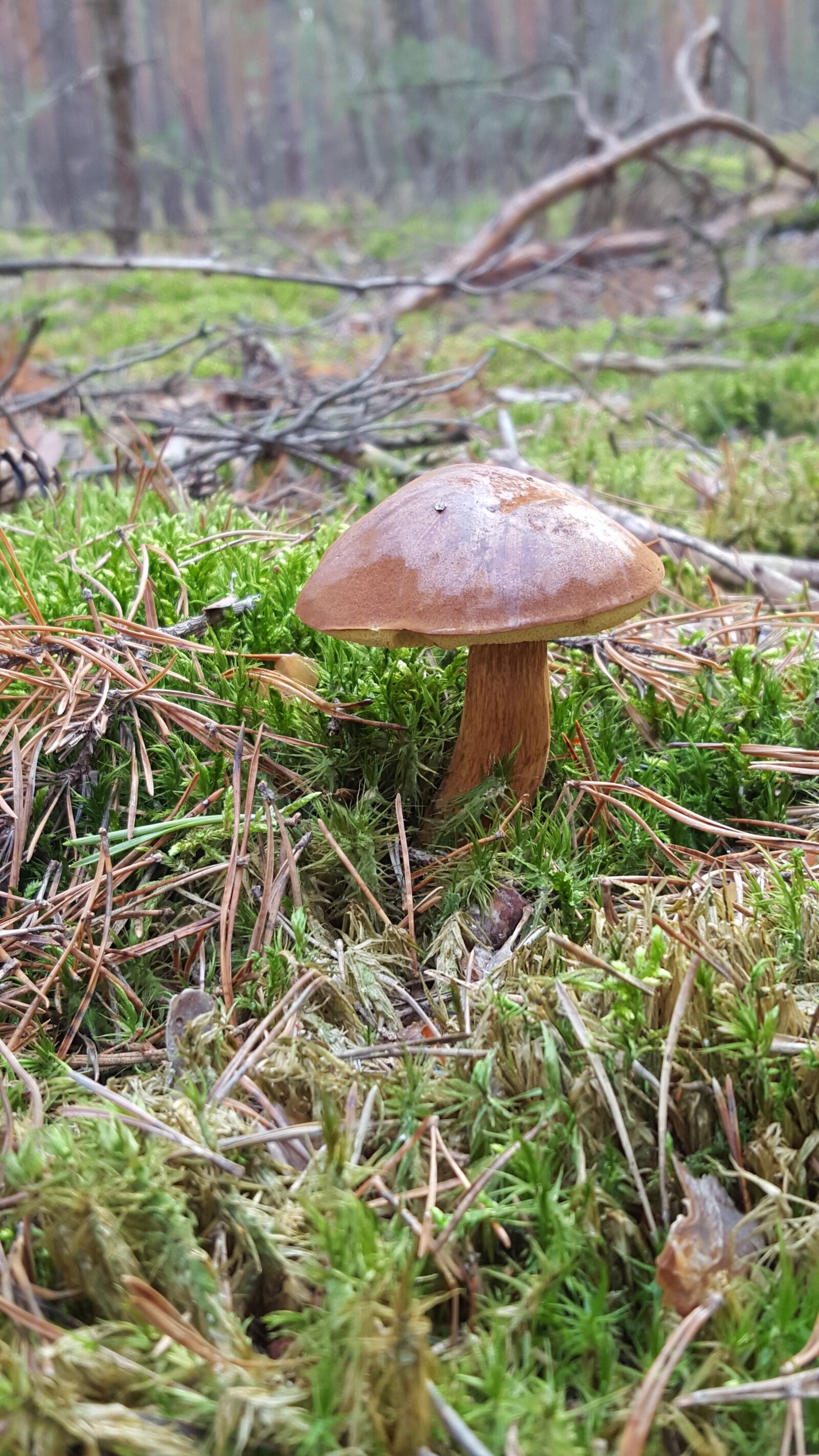 Samsung Galaxy S6 sample photo. Mushroom, forest, nature photography