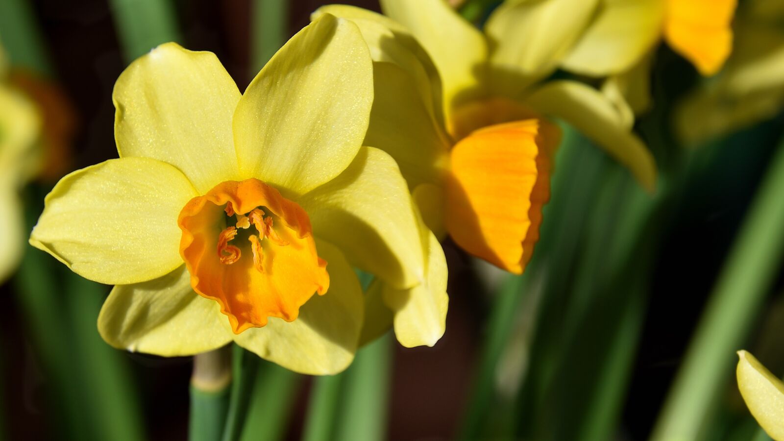 Nikon D5500 sample photo. Narcissus, flower, blossom photography