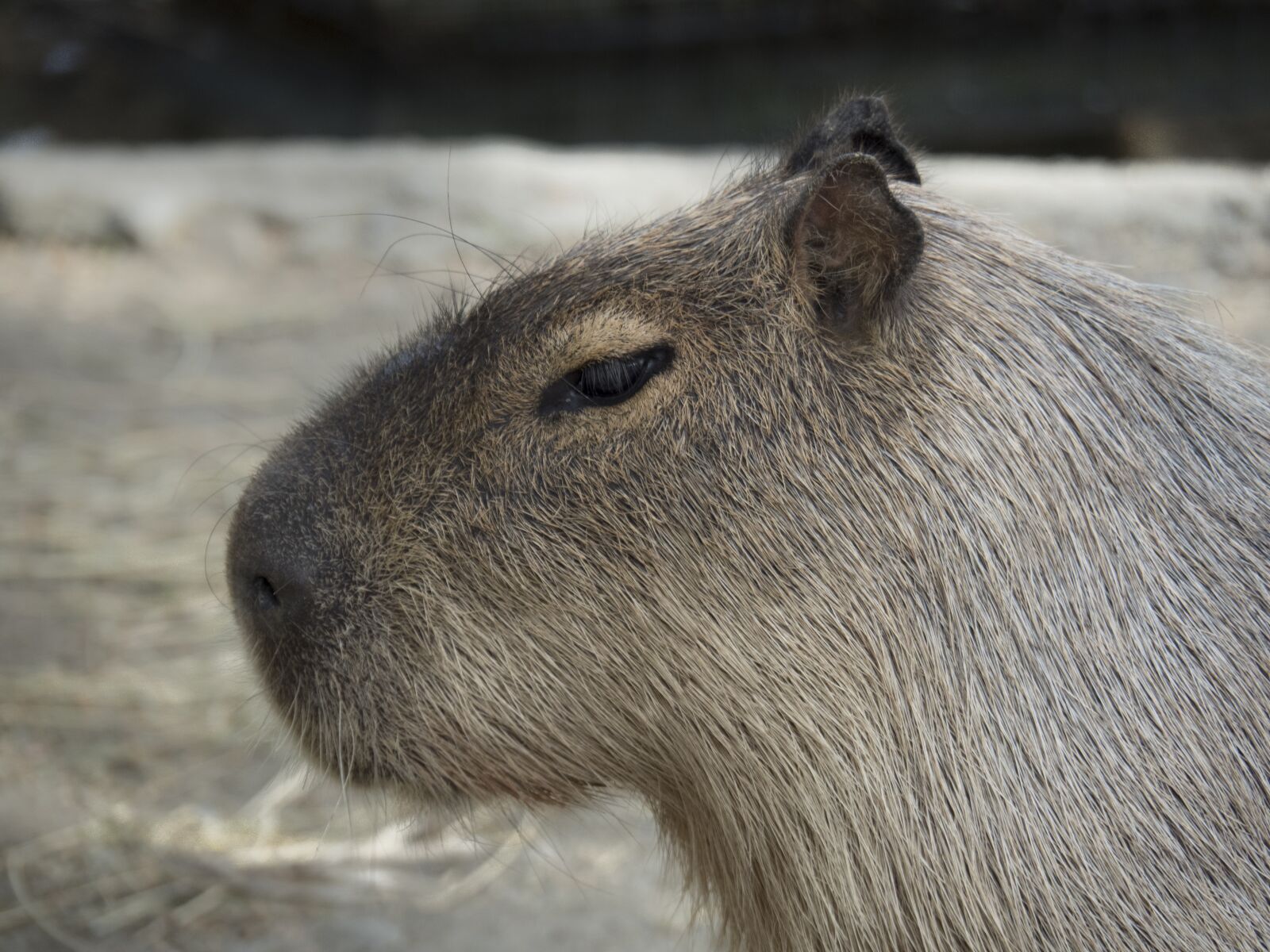 Olympus OM-D E-M5 II sample photo. Capybara, rodent giant, rodent photography