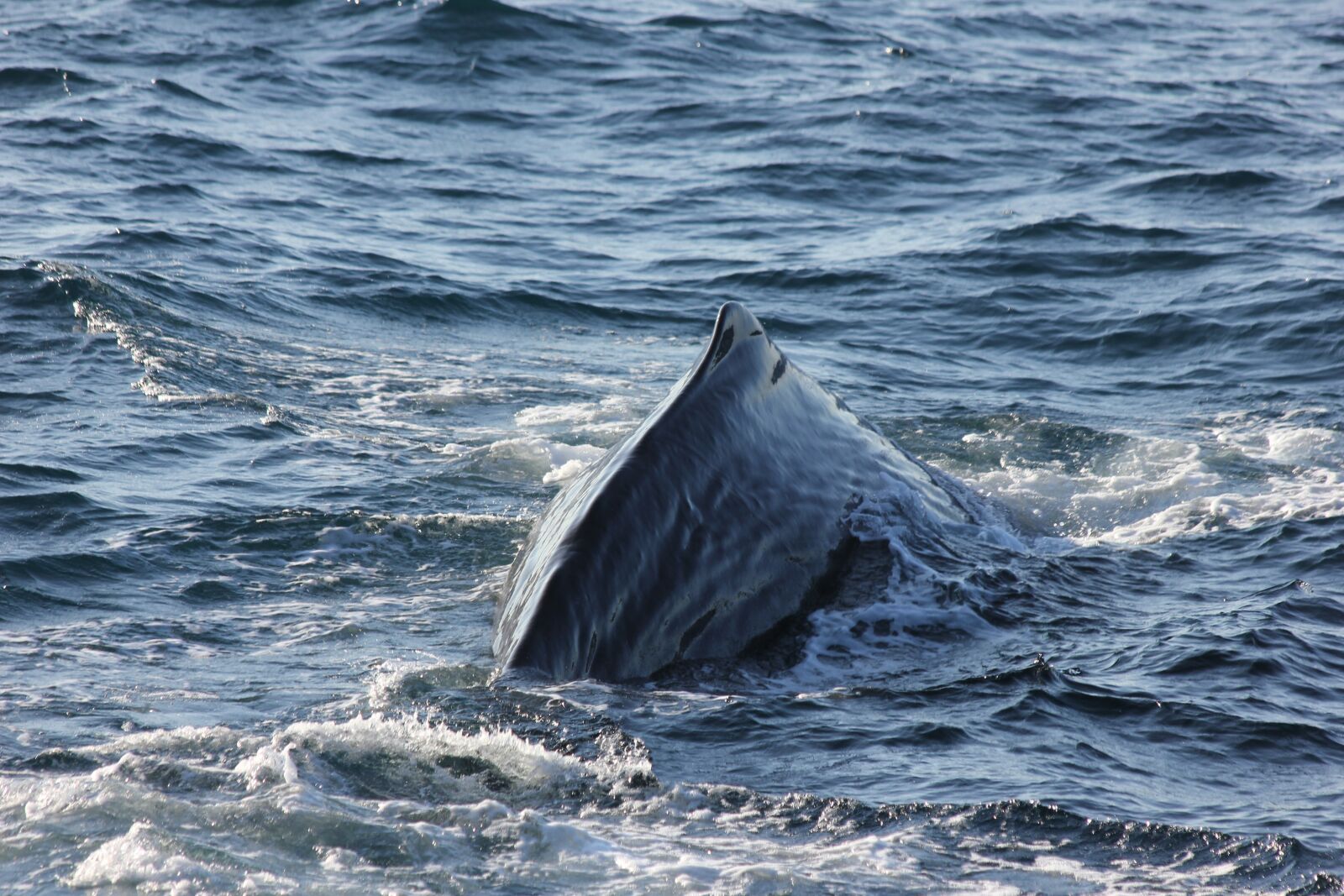 Canon EOS 550D (EOS Rebel T2i / EOS Kiss X4) sample photo. Sperm whale, sperm whale photography