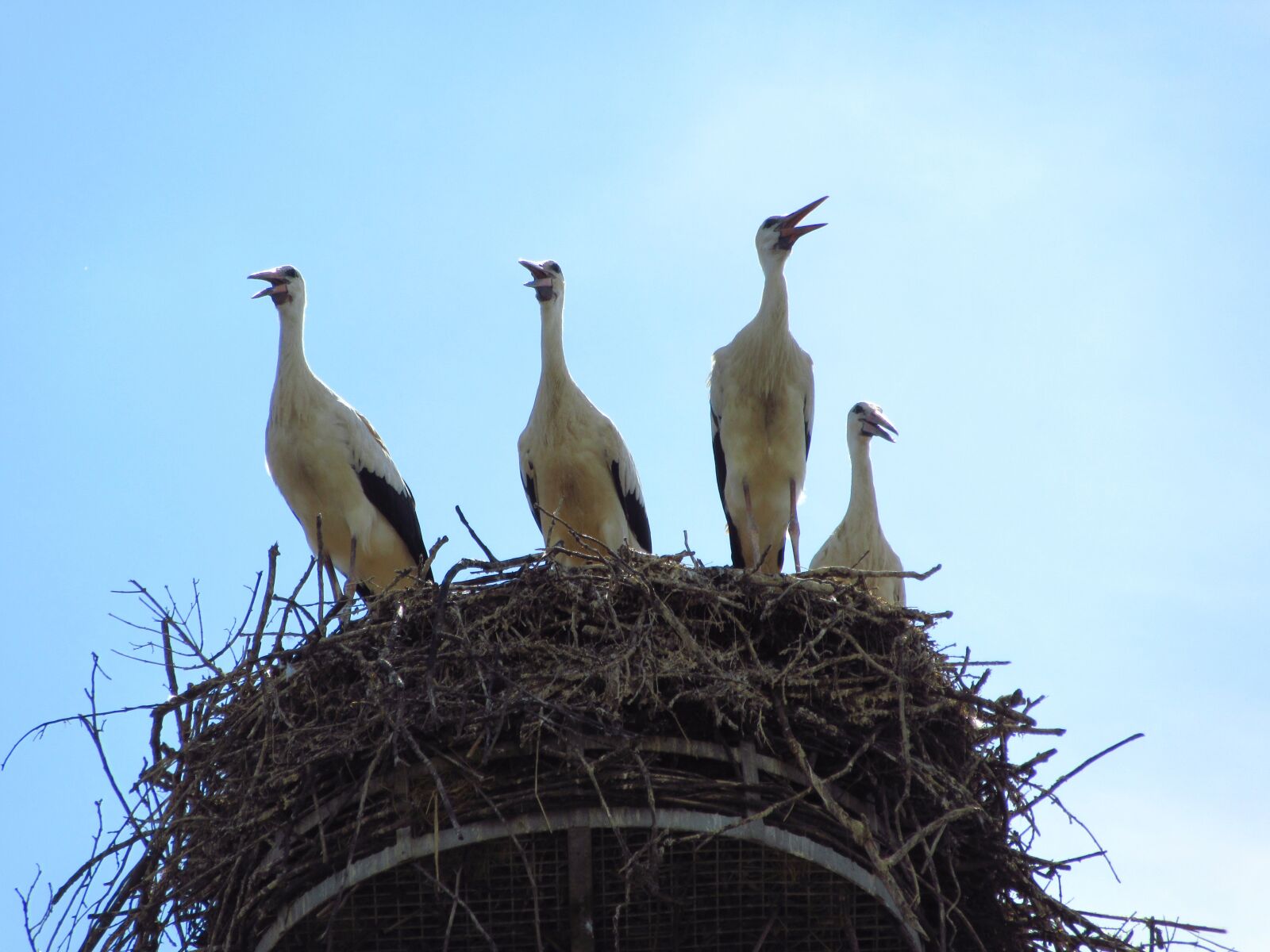 Canon PowerShot SX610 HS sample photo. Stork, nest, bird photography