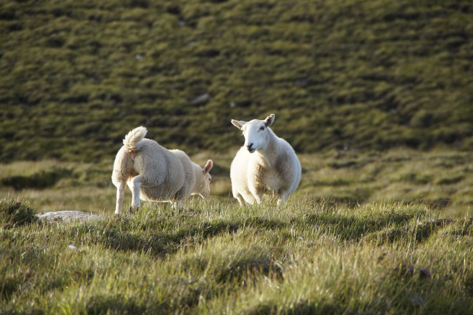 Sony SLT-A58 sample photo. Sheep, scotland, free running photography