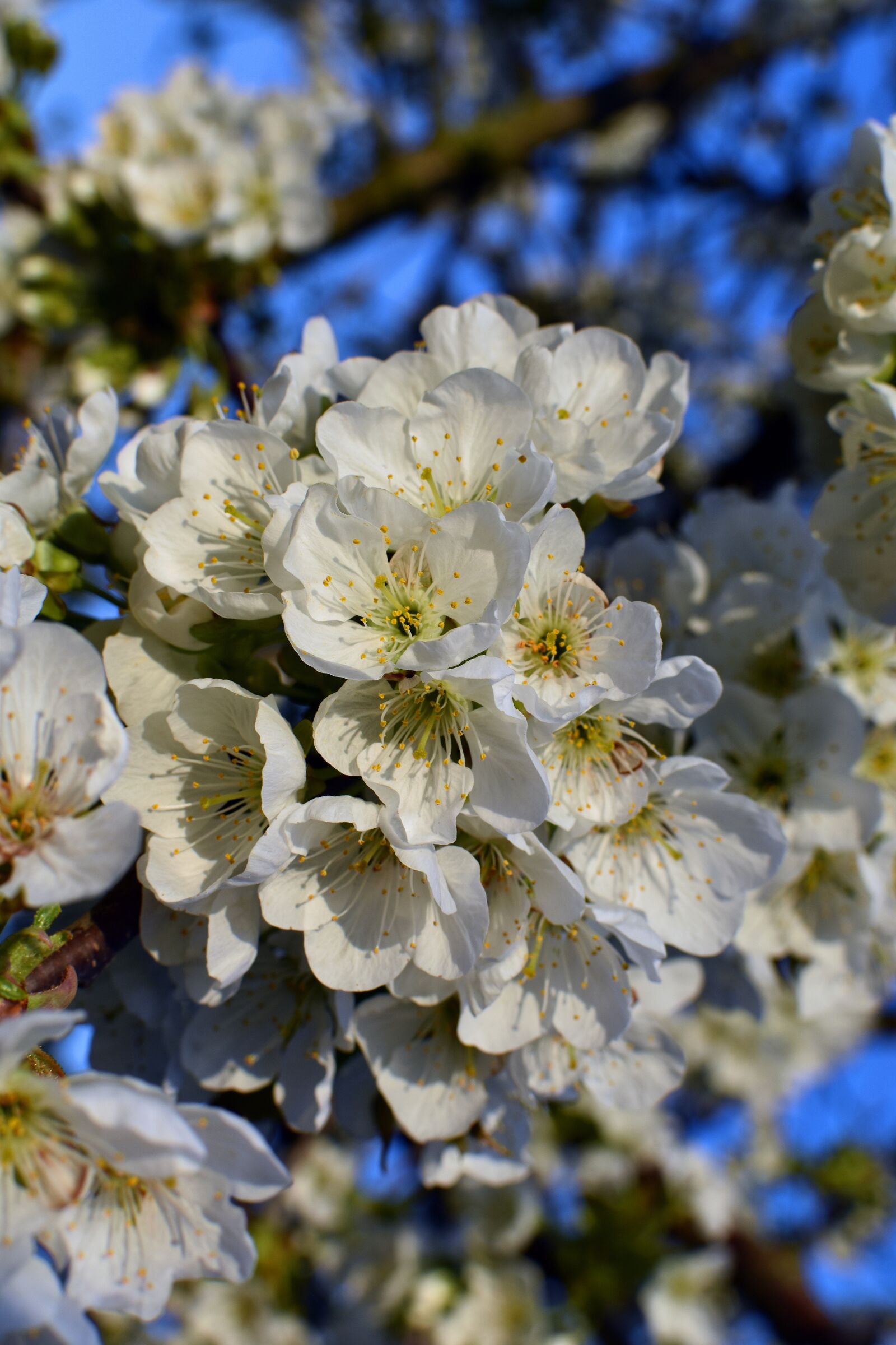 Nikon D5600 sample photo. Flower, cherry, tree photography