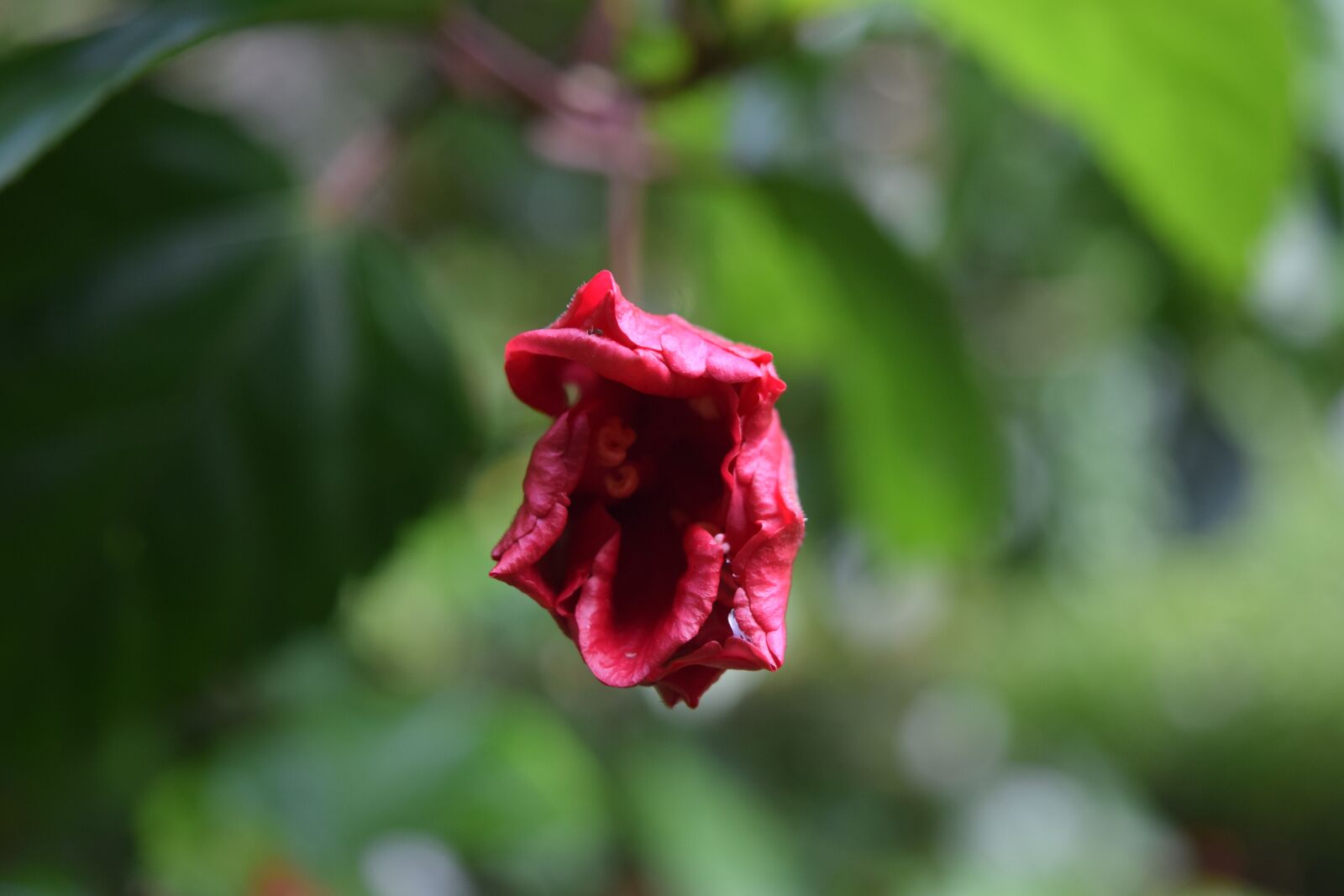 Nikon D5300 sample photo. Flower, red flower, nature photography