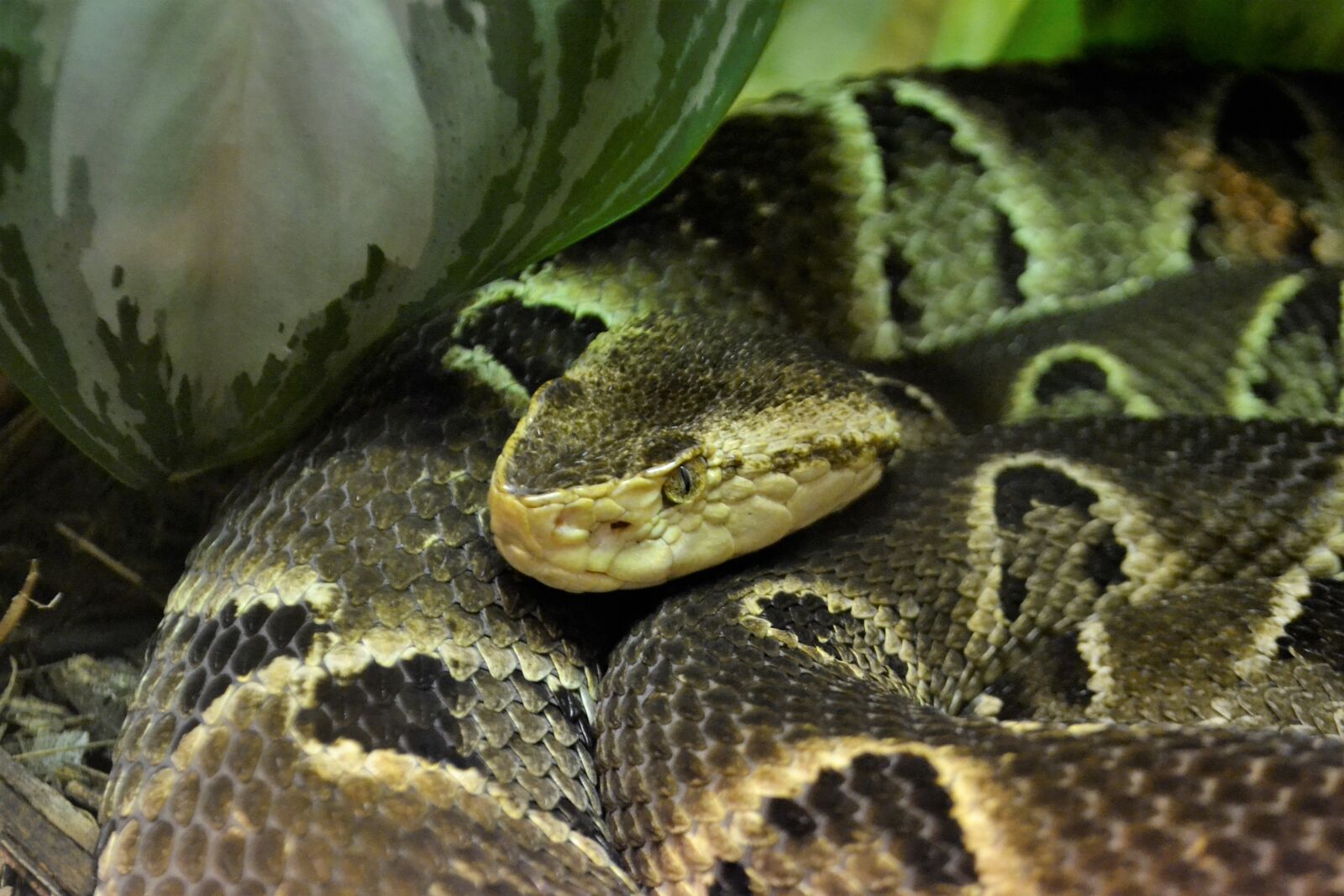 Nikon D3100 sample photo. Reptile, snake, boa photography