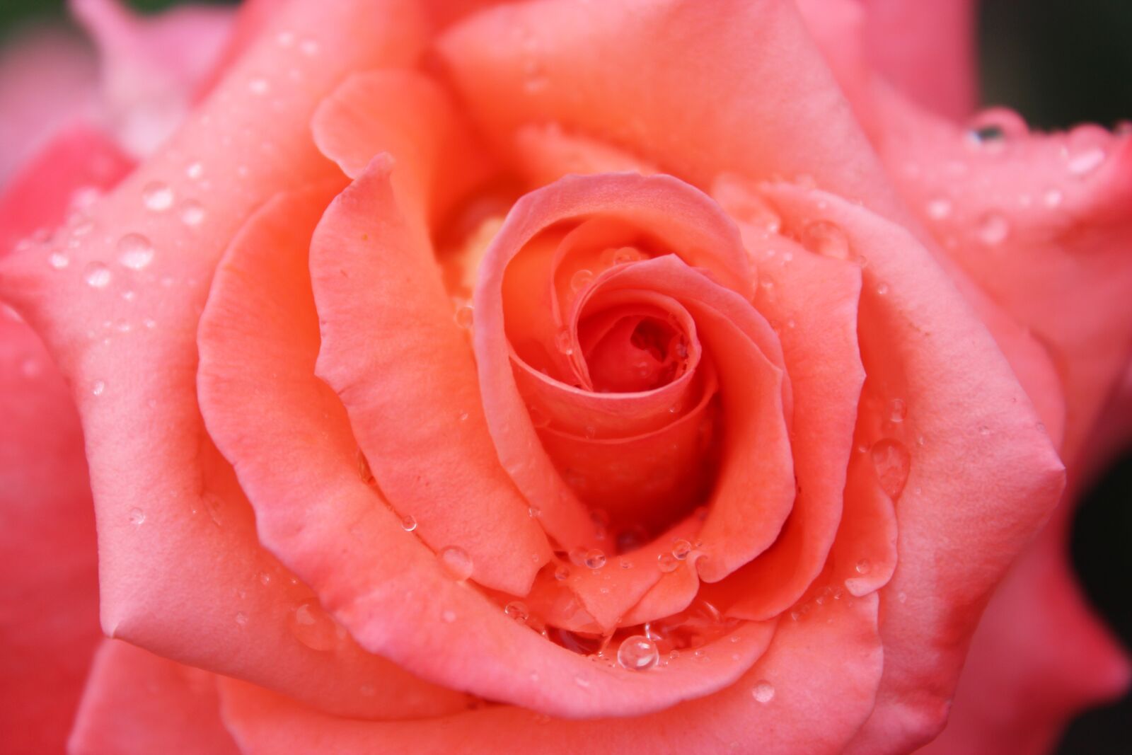 Canon EOS 600D (Rebel EOS T3i / EOS Kiss X5) sample photo. Rose, flower, petal photography