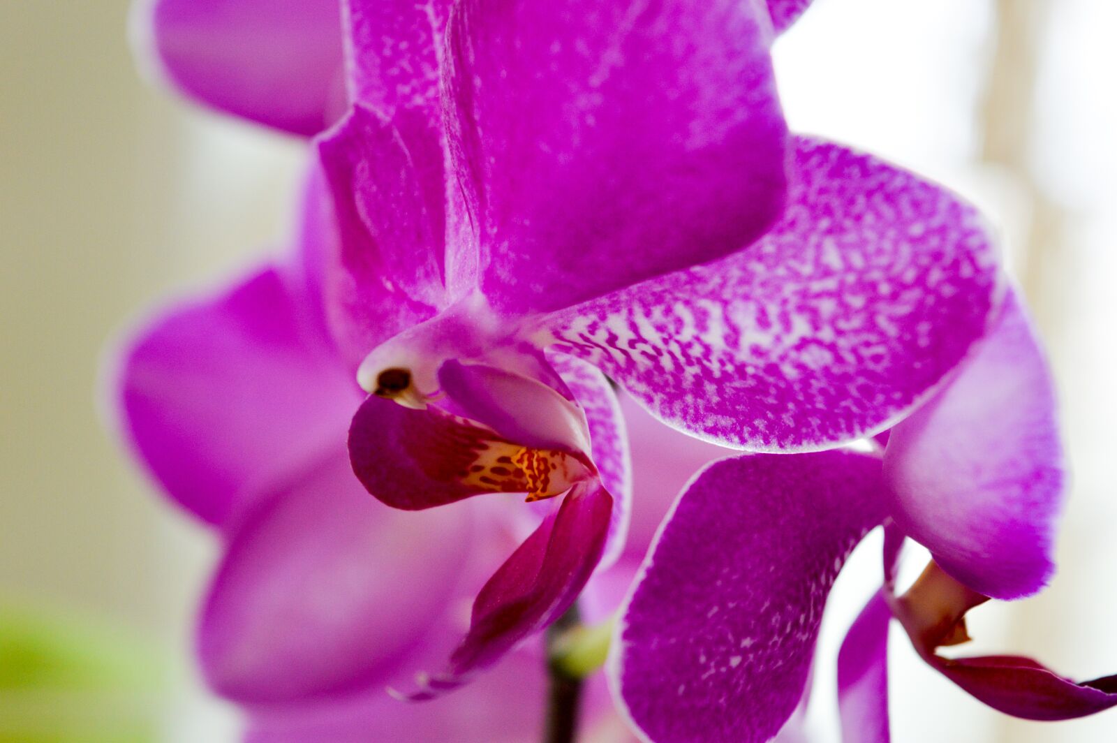 Nikon D3200 sample photo. Flower, orchis, orchid photography