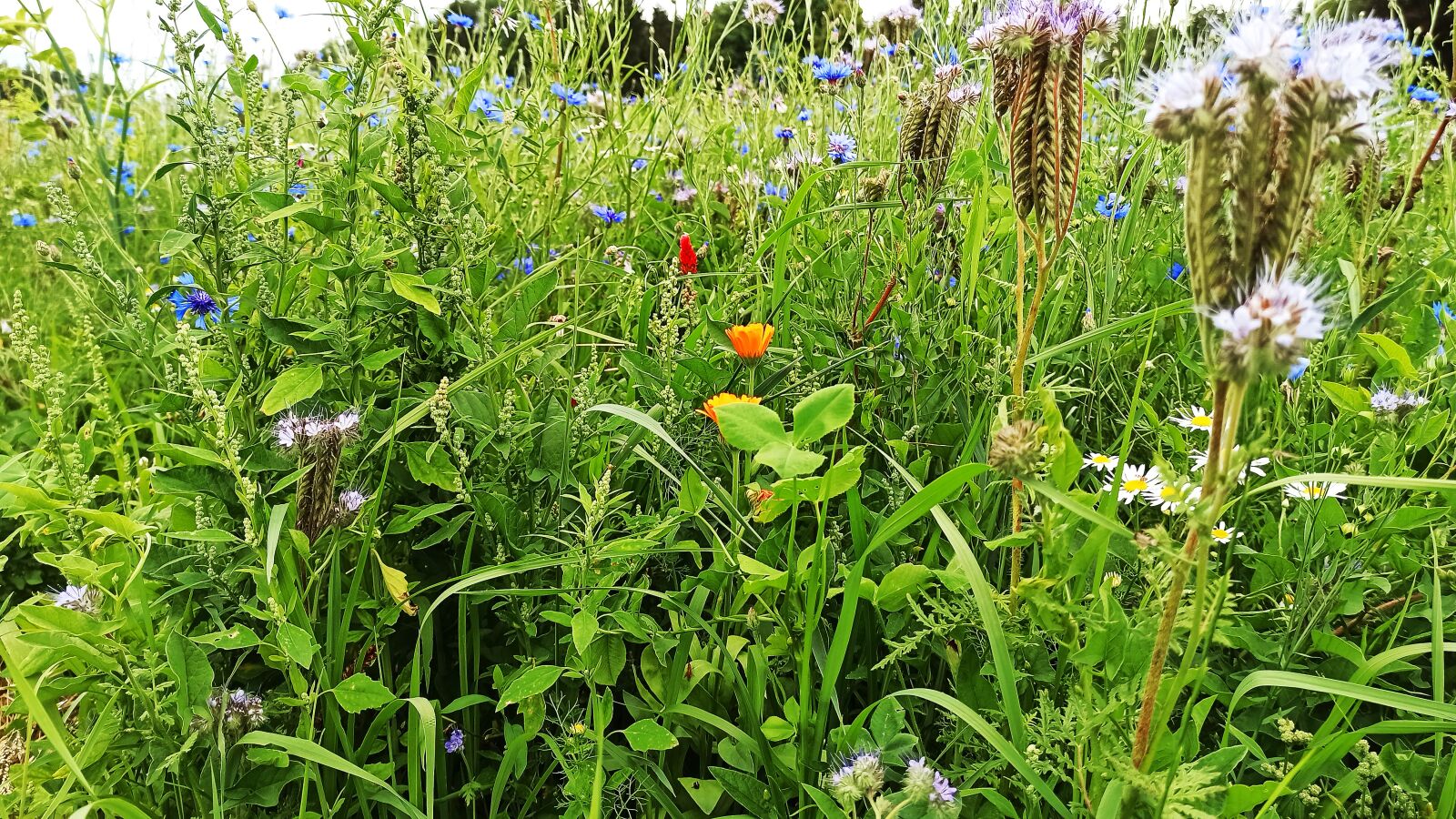 Xiaomi Redmi Note 8 Pro sample photo. Meadow, herbs, flower meadow photography