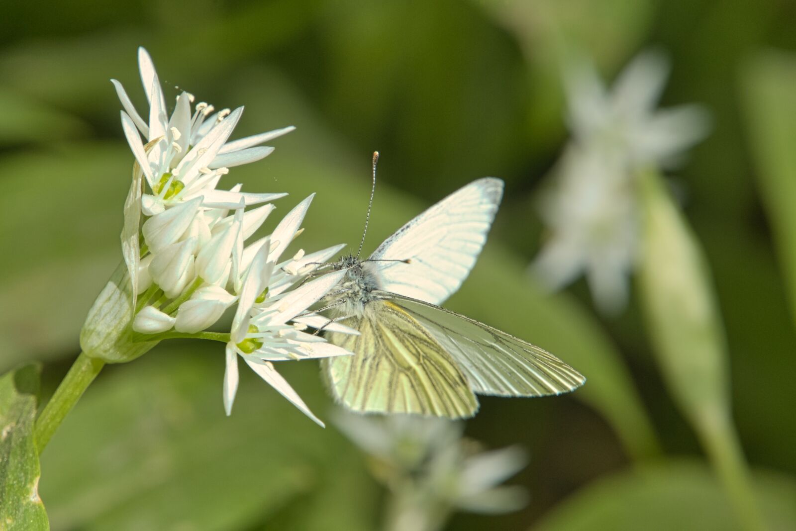 Sony a6400 sample photo. Bear's garlic, wild garlic photography