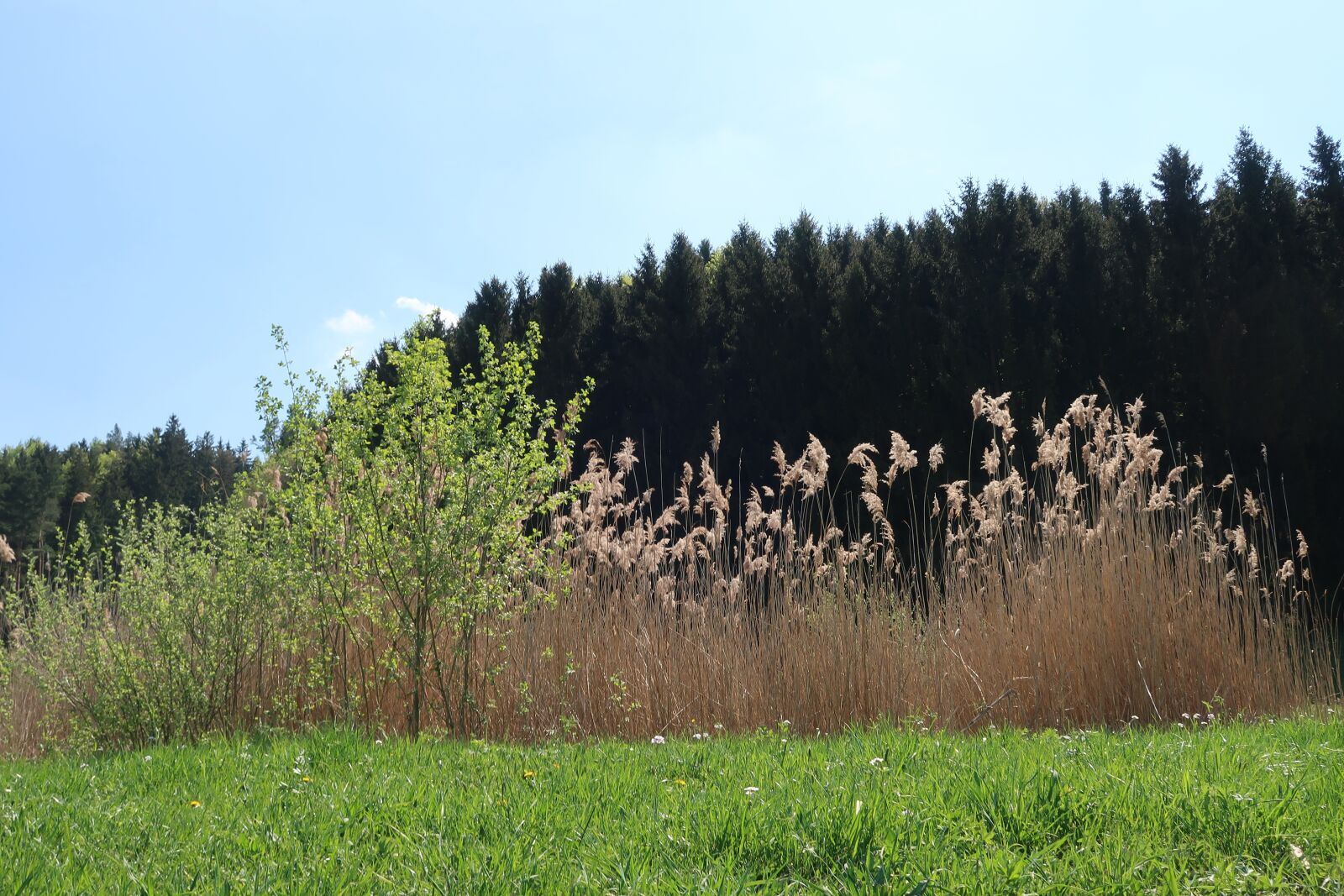 Canon PowerShot G7 X Mark II sample photo. Tree, nature, landscape photography