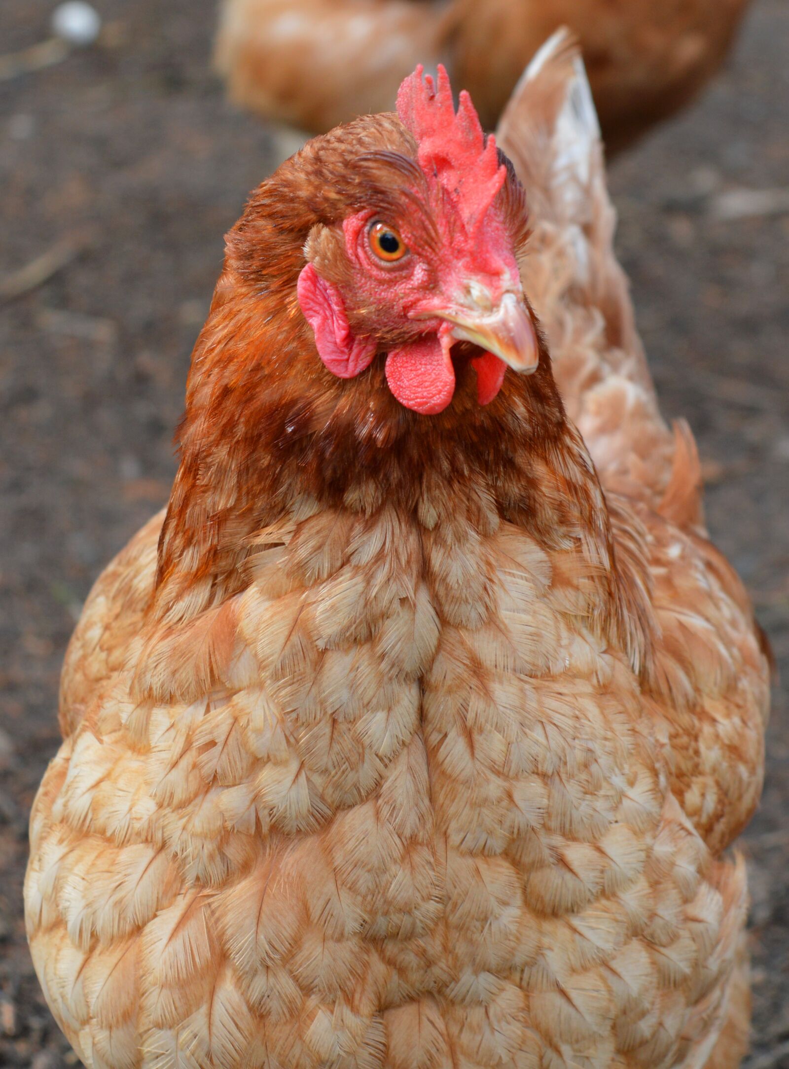 Nikon D3200 sample photo. Hen, close up, poultry photography
