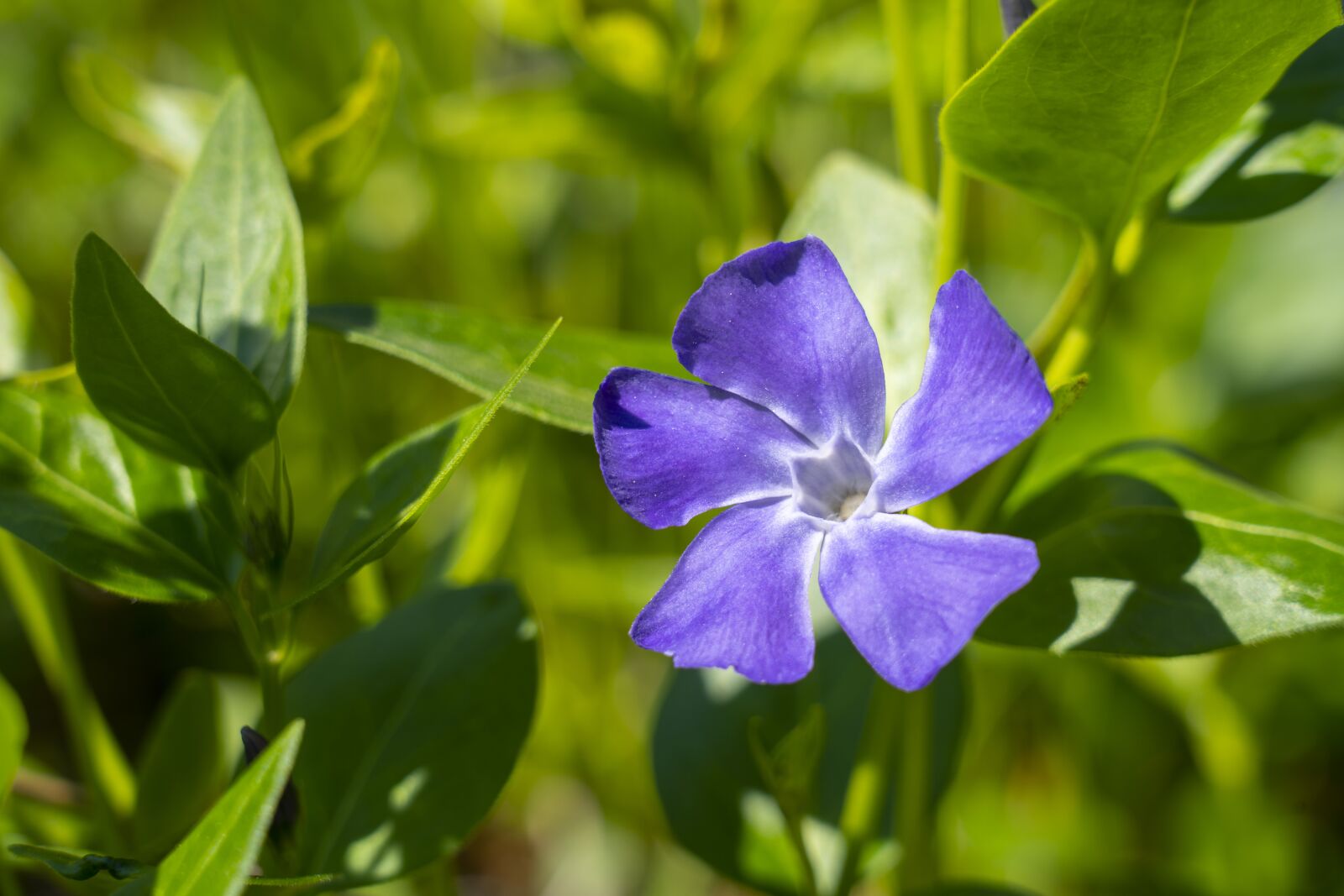 Sony FE 24-105mm F4 G OSS sample photo. Vinca, vinca minor, zemozele photography