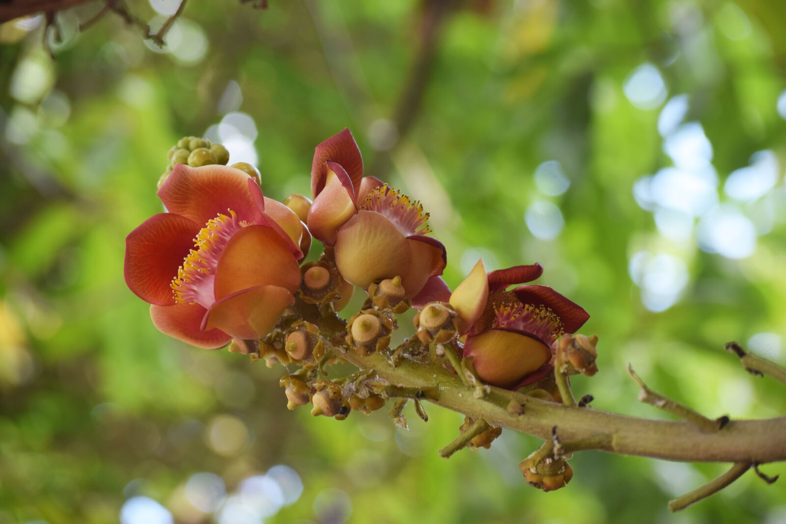 Nikon D3300 sample photo. Flower, sa la, natural photography