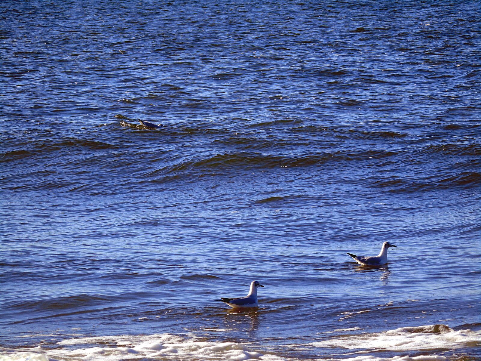 Sony Cyber-shot DSC-H400 sample photo. Water, birds, the seagulls photography