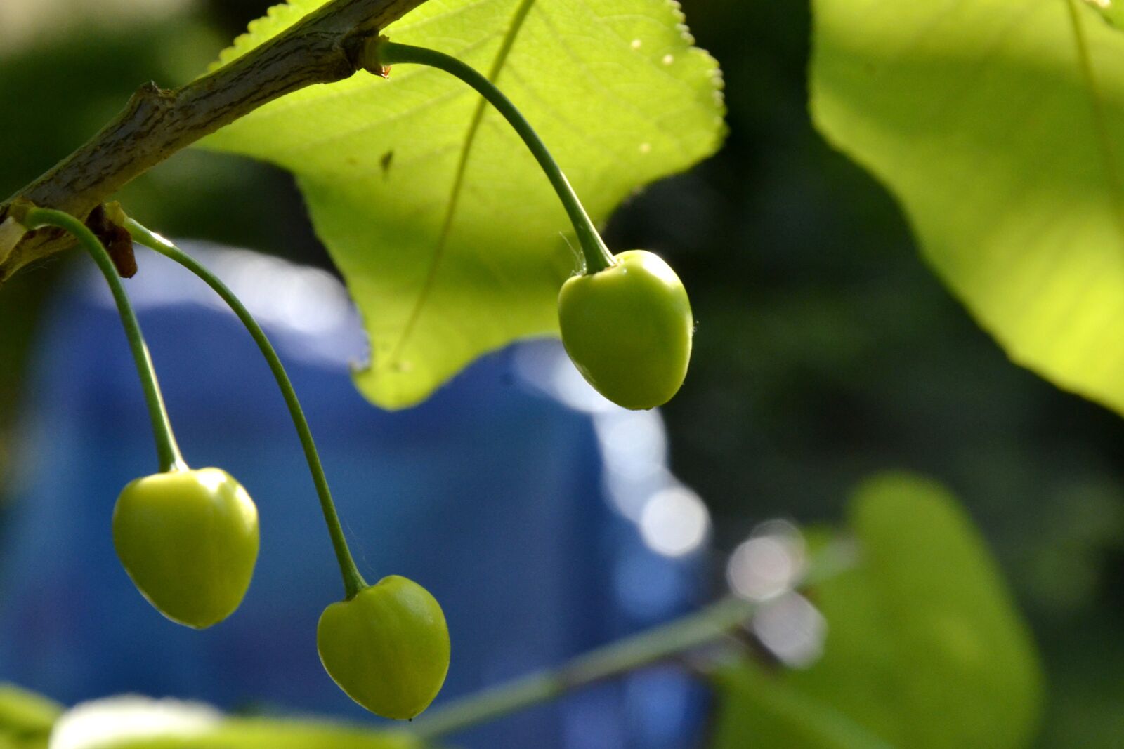 Nikon D7000 sample photo. Cherries, spring, summer photography