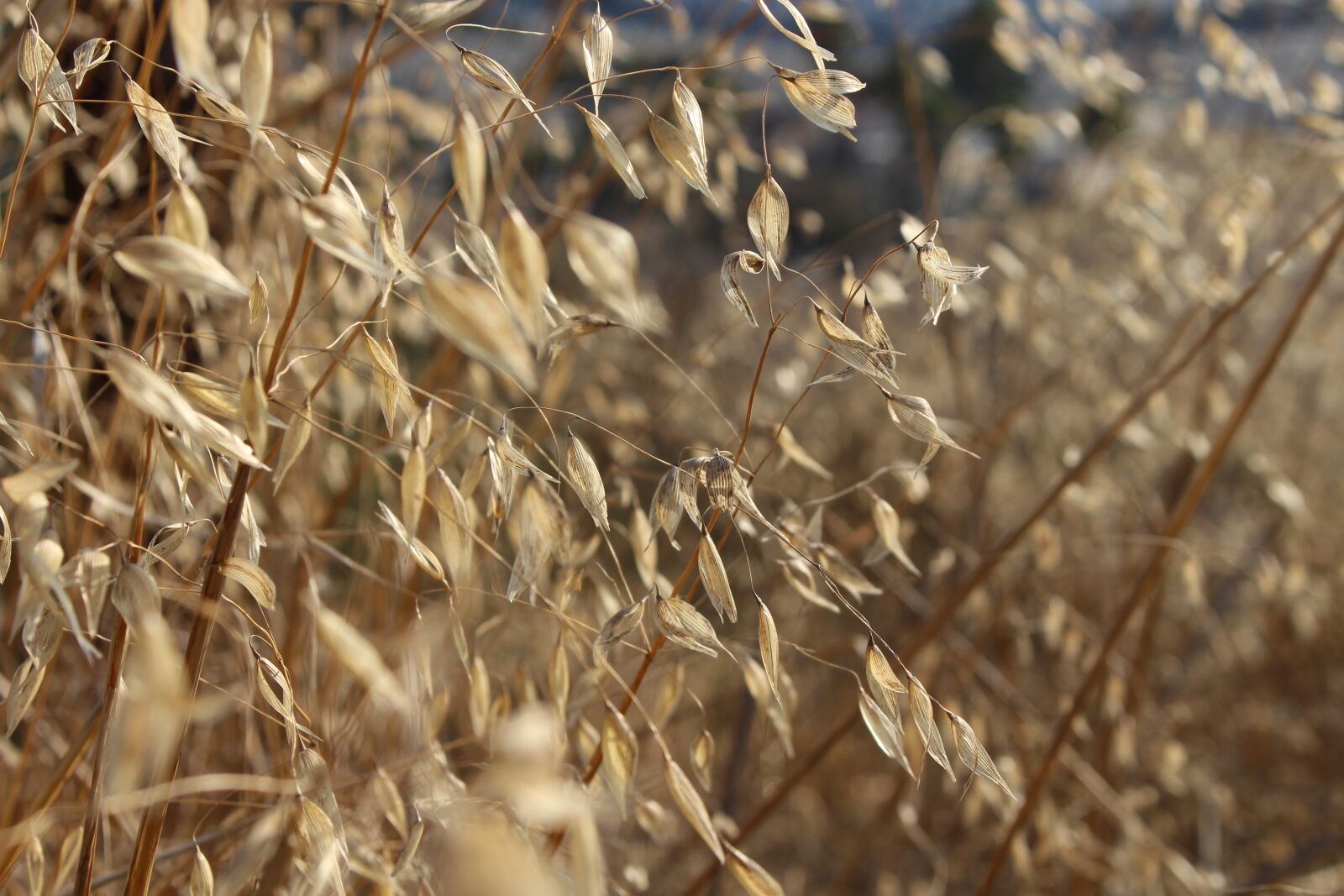 Canon EOS 700D (EOS Rebel T5i / EOS Kiss X7i) sample photo. Growth, nature, flora photography