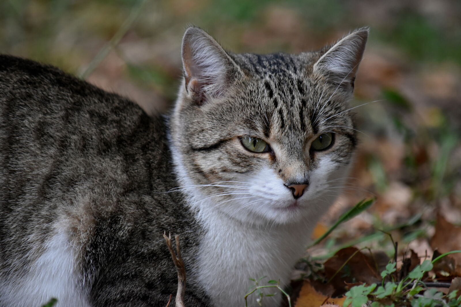 Nikon D5500 sample photo. Autumn season, curiosity, domestic photography