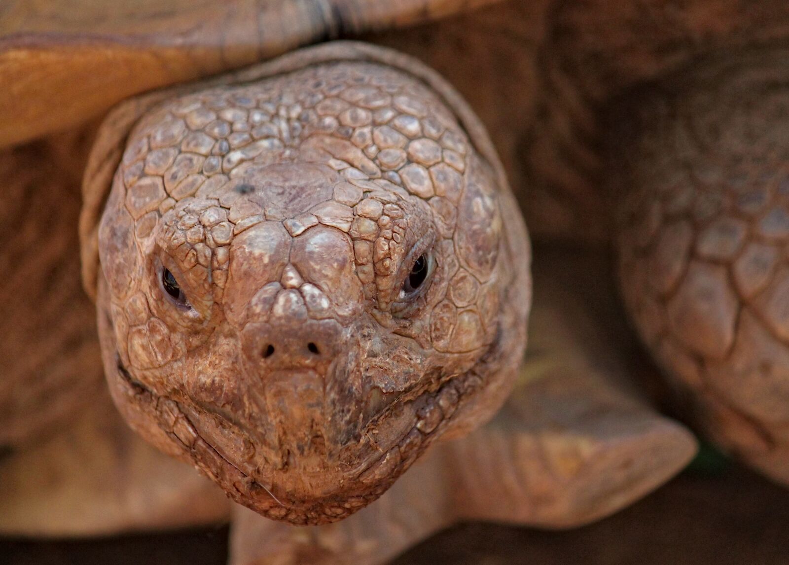Canon EOS 550D (EOS Rebel T2i / EOS Kiss X4) sample photo. Turtle, huge, old photography