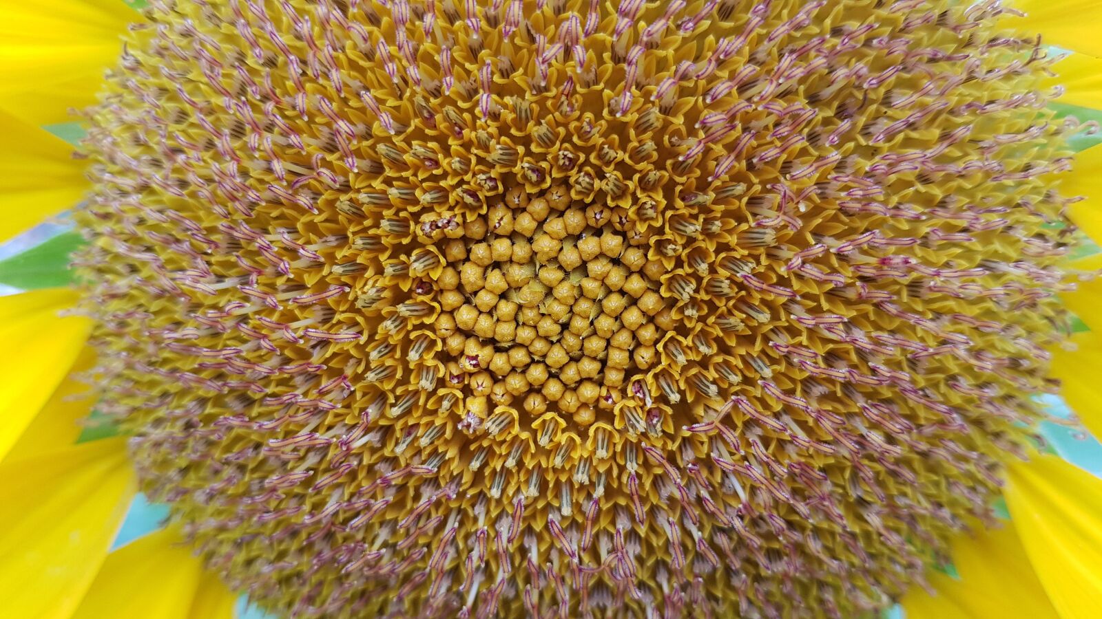 Samsung Galaxy Note Fan Edition sample photo. Zoom, sunflower, pollen photography