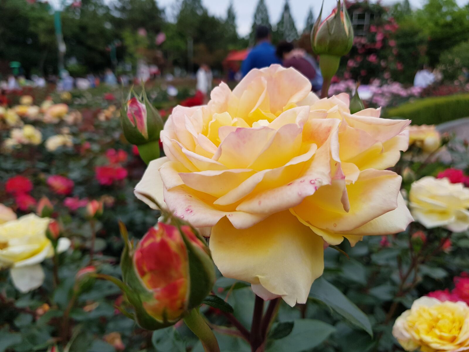 Samsung Galaxy S8 sample photo. Rose, park, korea photography