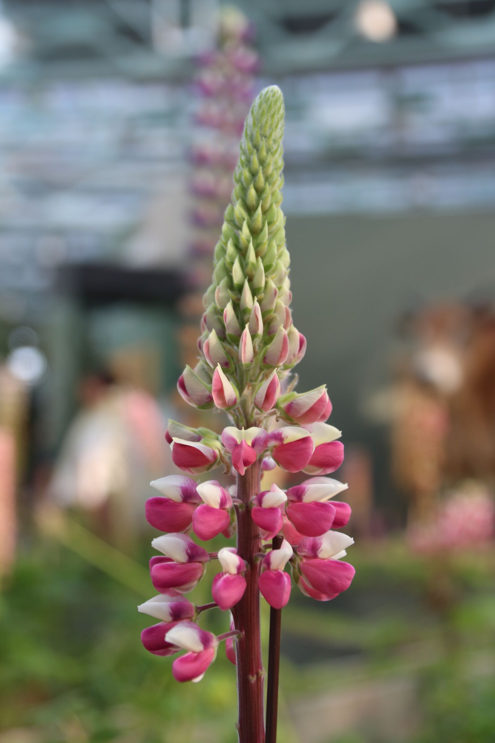 Canon EOS 700D (EOS Rebel T5i / EOS Kiss X7i) sample photo. Lupine, fuchsia, flower photography