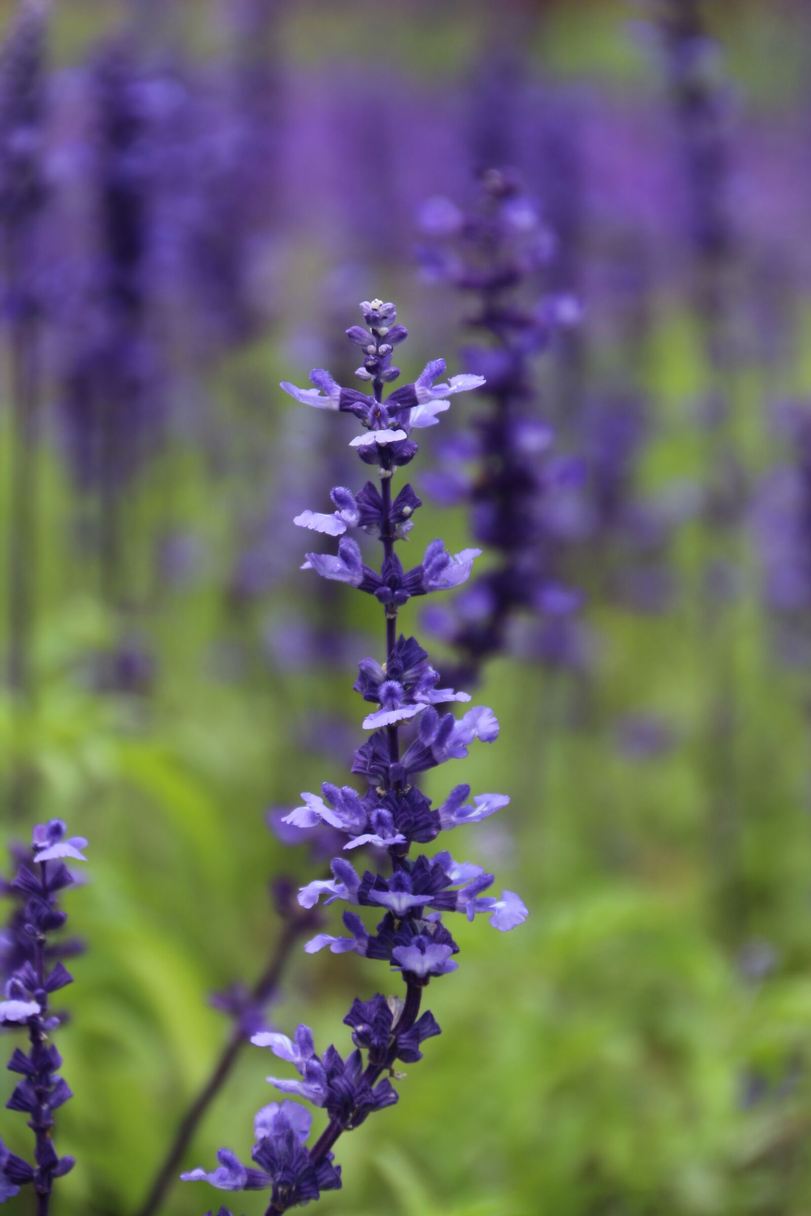 Canon EOS 700D (EOS Rebel T5i / EOS Kiss X7i) sample photo. Lavender, purple, flowers photography