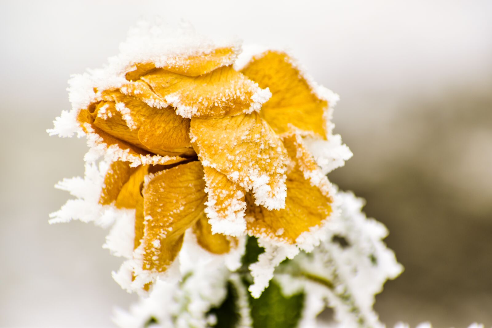 Nikon D5600 sample photo. Rose, frozen, winter photography