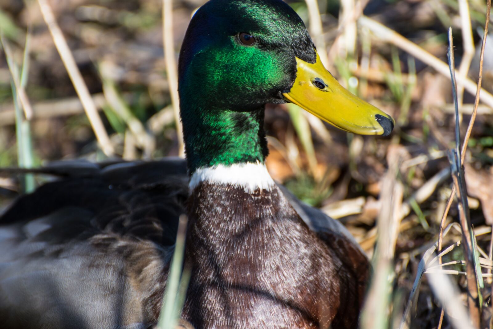 Nikon D5300 sample photo. Duck, drake, bird photography