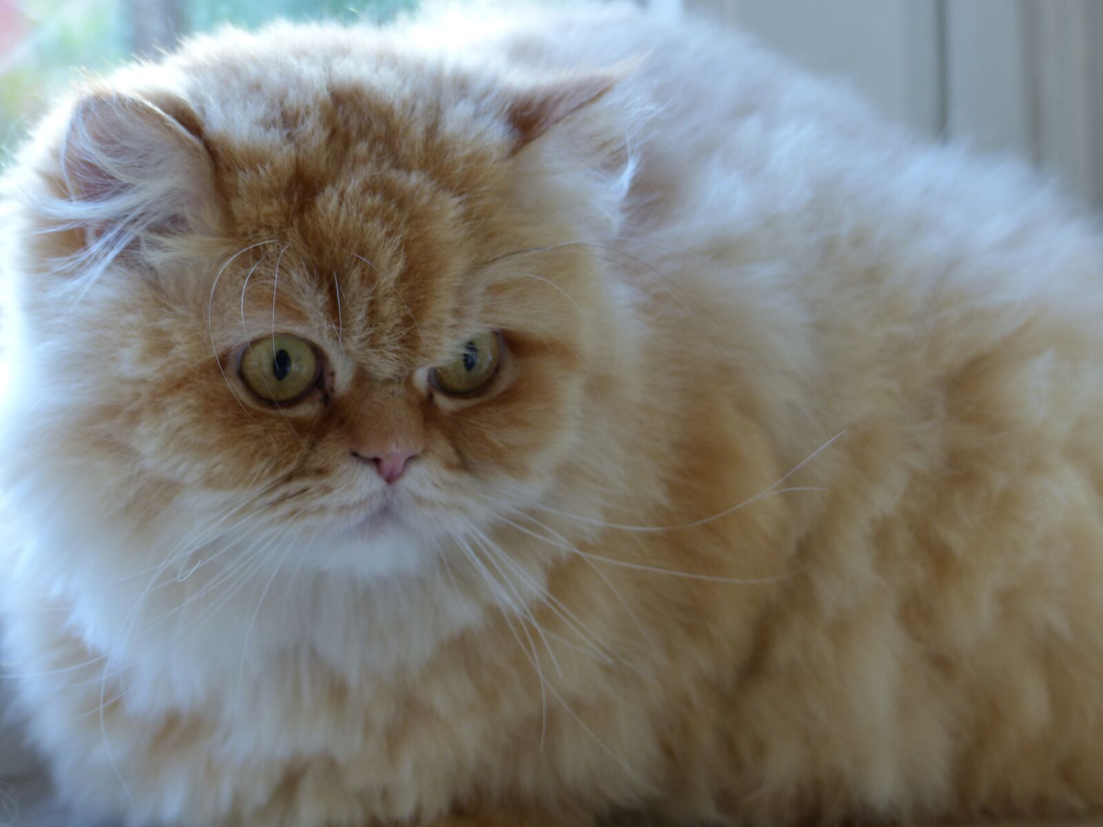 Panasonic Lumix DMC-FZ200 sample photo. Cat, fluffity, cat face photography