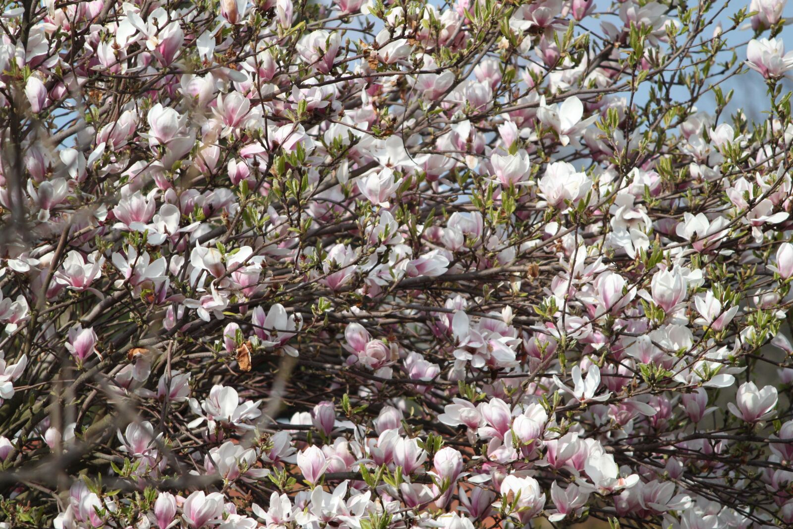 Canon EOS 500D (EOS Rebel T1i / EOS Kiss X3) sample photo. Flower, tree, branch photography
