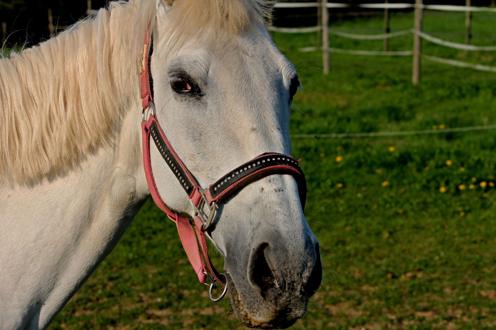 Canon EOS 1100D (EOS Rebel T3 / EOS Kiss X50) sample photo. Horse, halter, coupling photography