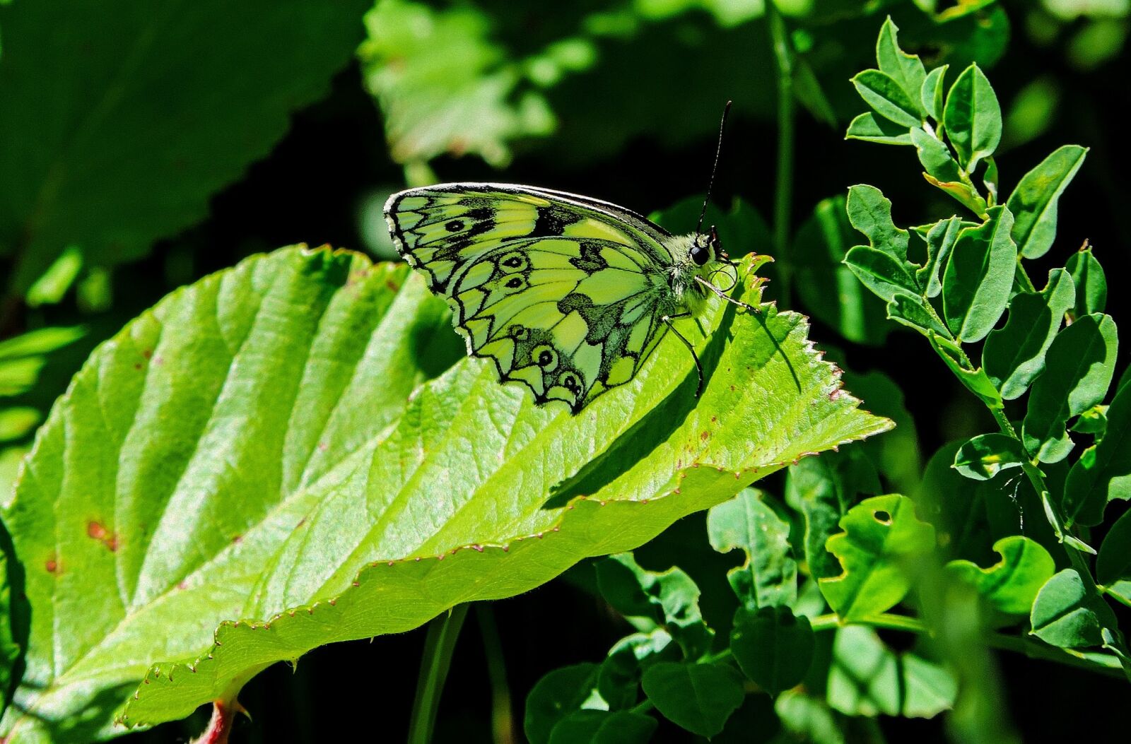 Nikon Coolpix P520 sample photo. Butterfly, butterflies, green photography