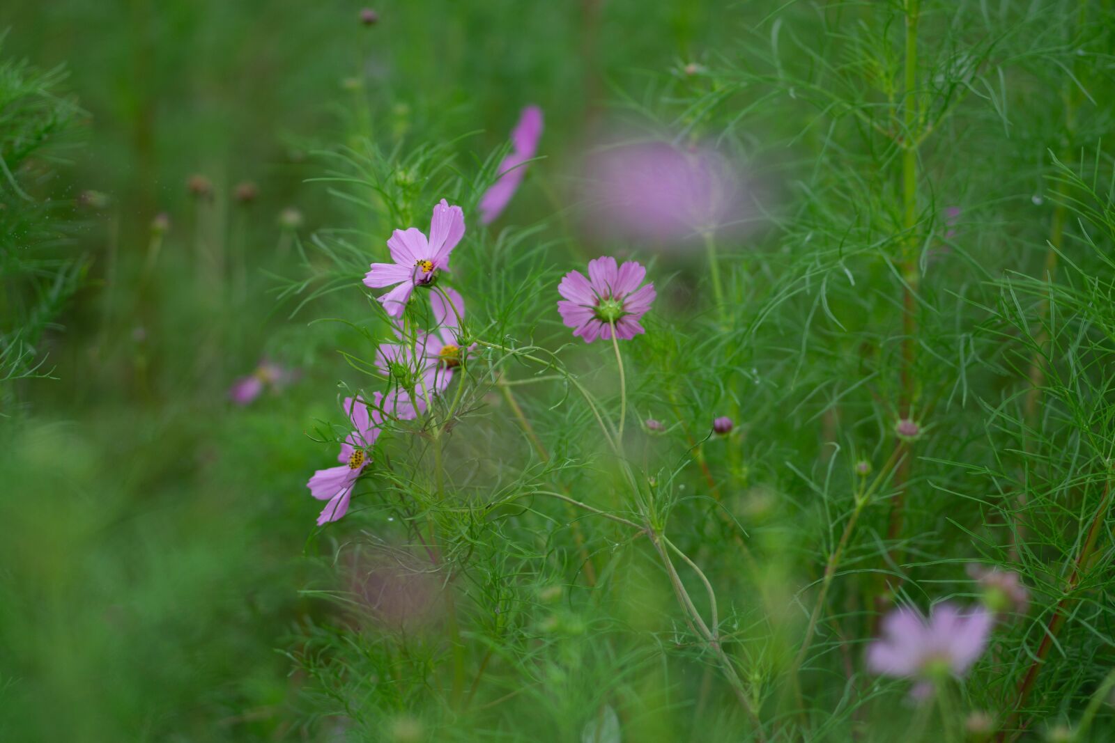 Sony FE 85mm F1.8 sample photo. Cosmos, cosmos field, flower photography