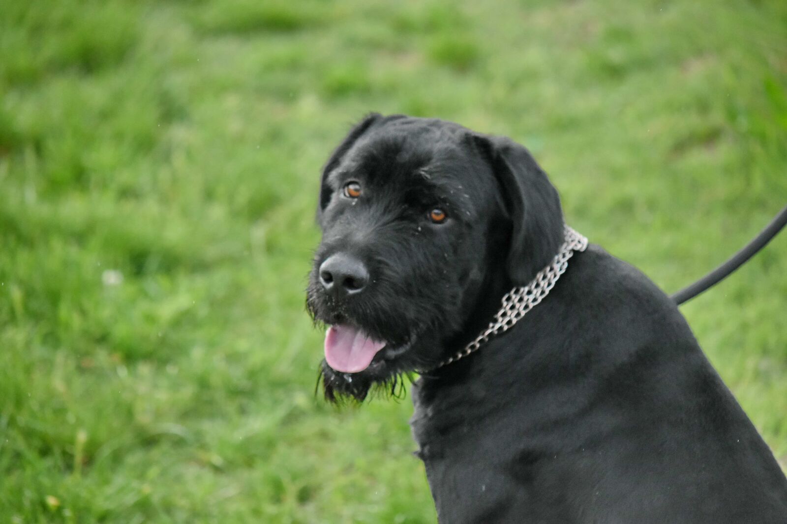 Nikon D5500 sample photo. Schnauzer, hunting dog, canine photography