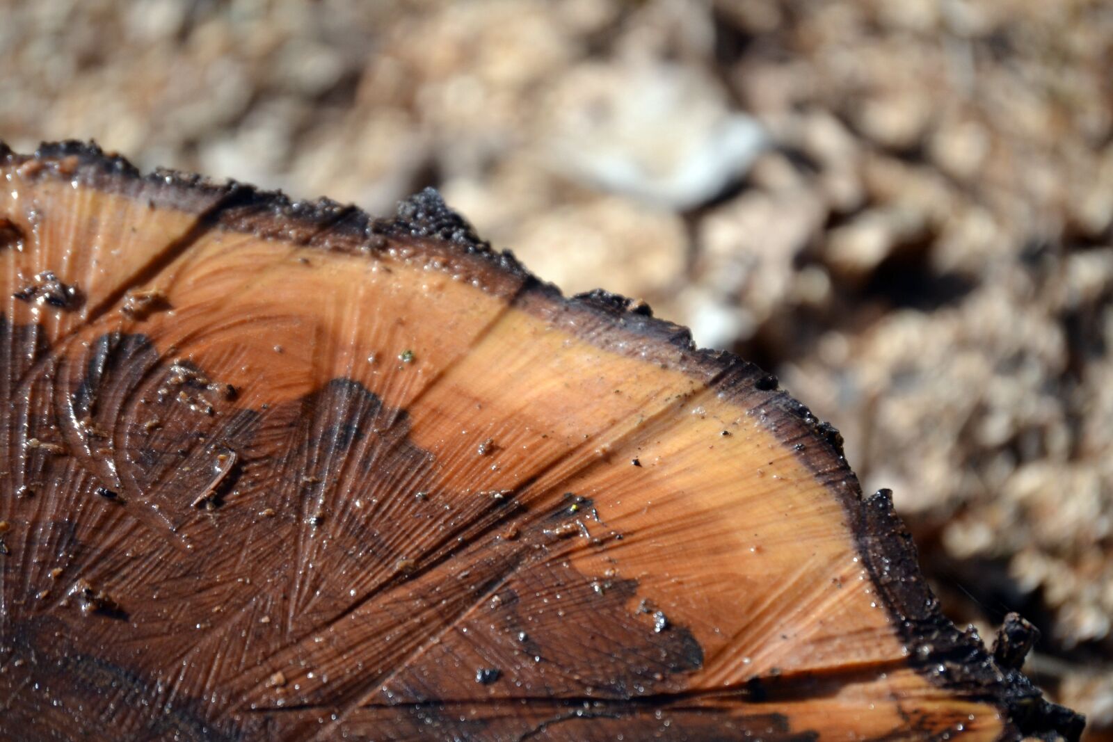 Nikon D3100 sample photo. Stump, spring, brown photography