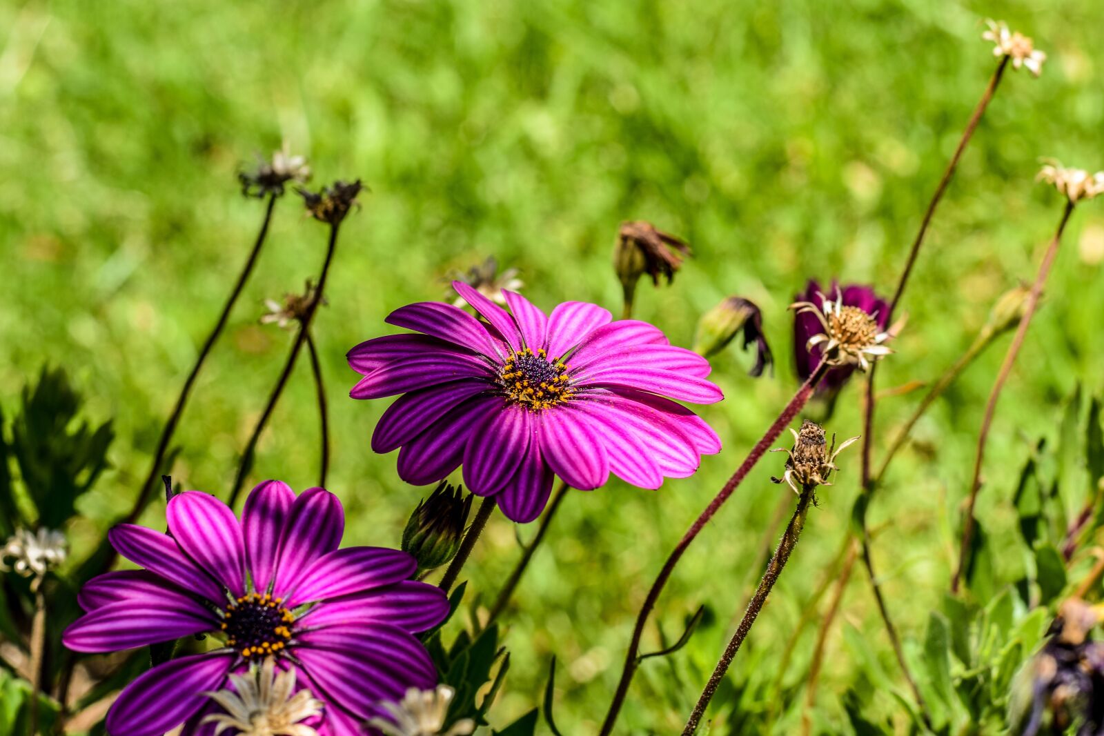 Nikon D3400 sample photo. Flower g rbel, flower photography