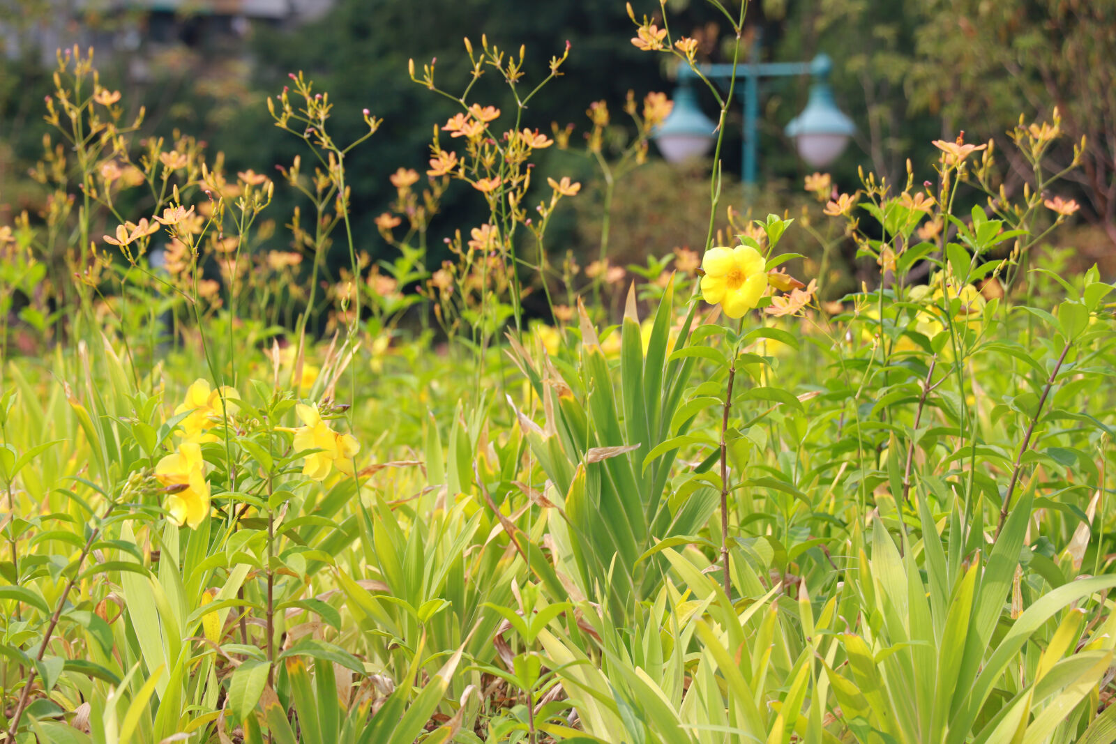 Canon EOS 760D (EOS Rebel T6s / EOS 8000D) sample photo