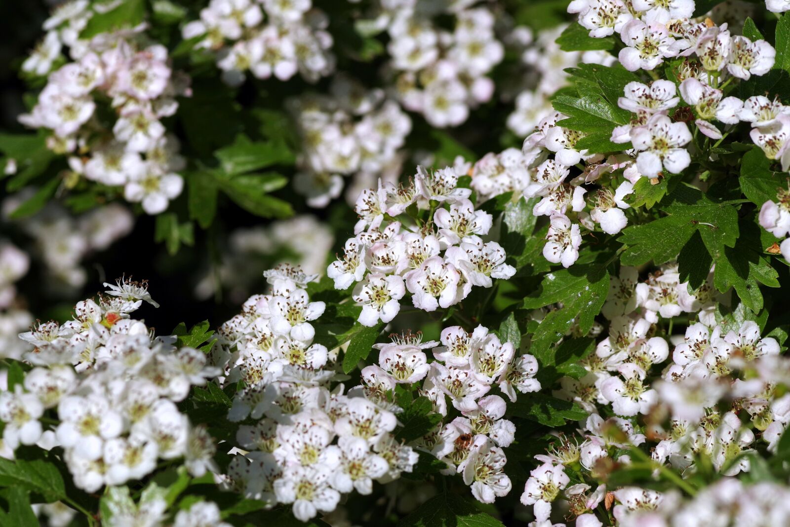 Pentax K-S2 sample photo. Crataegus, flowers, bush photography