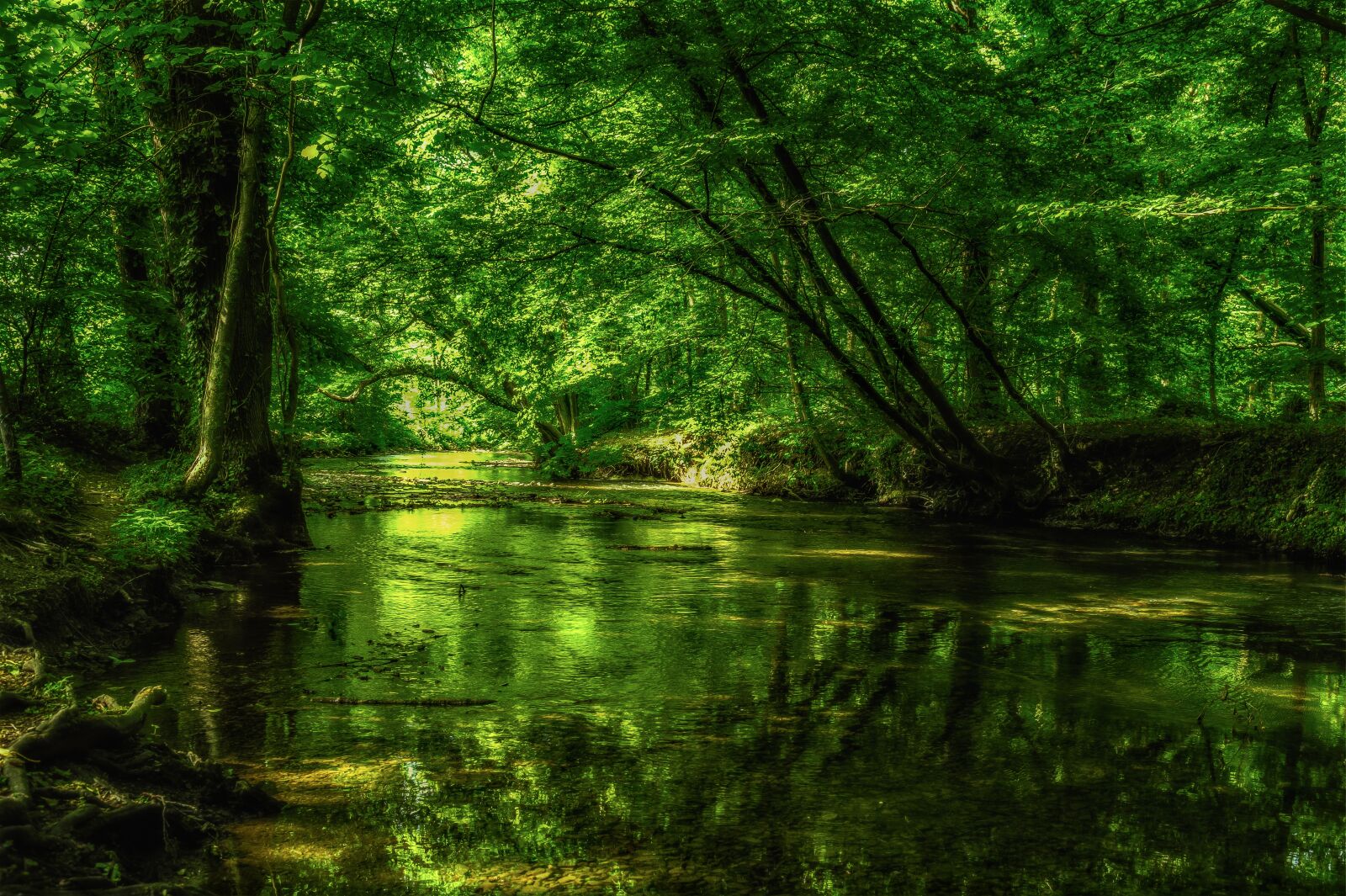 Nikon Z6 sample photo. Forest, jungle, rainforest photography