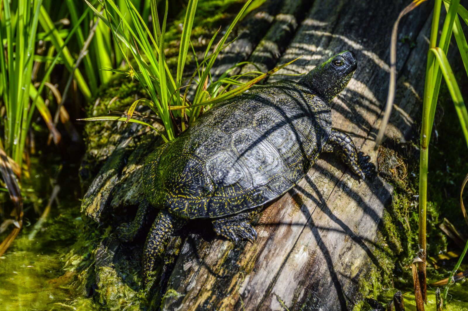 Nikon D3200 sample photo. Marsh turtle, emys orbicularis photography
