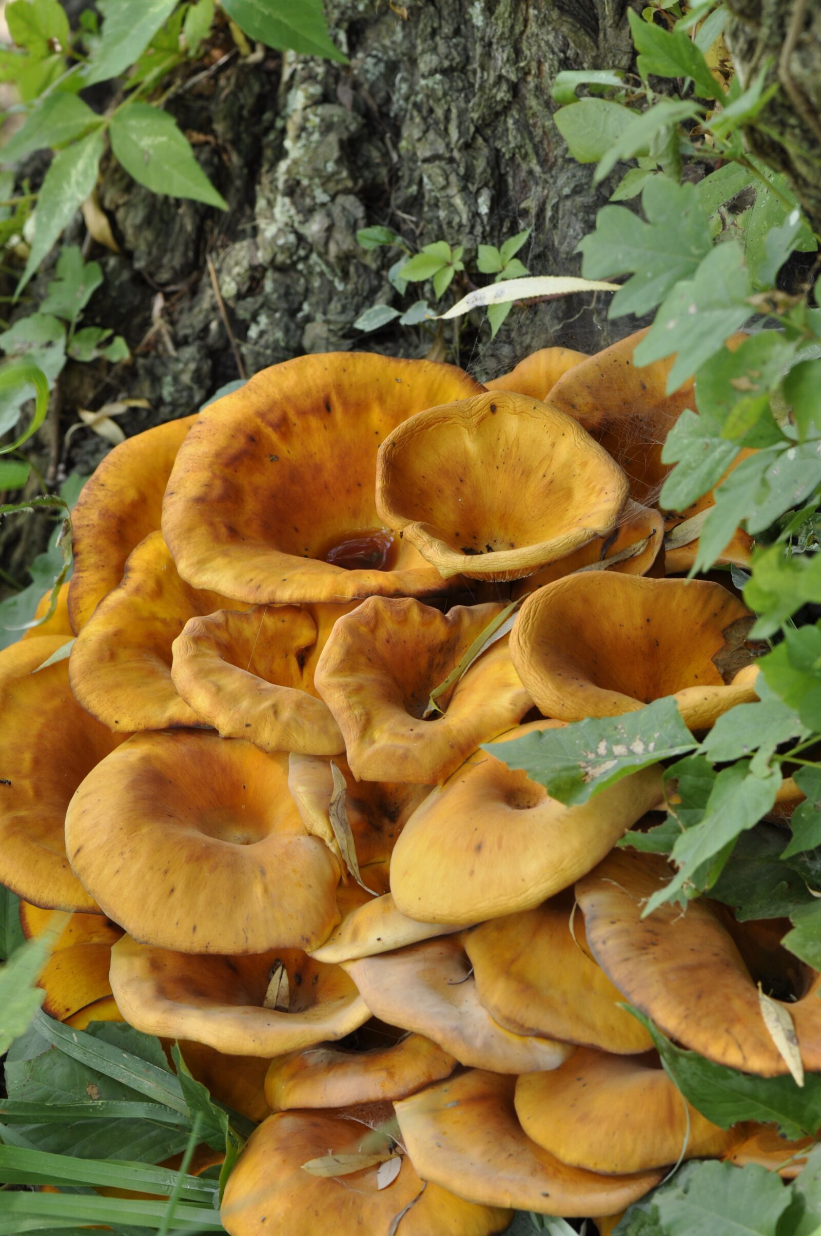 Nikon D90 sample photo. Mushrooms, fungus, forest photography