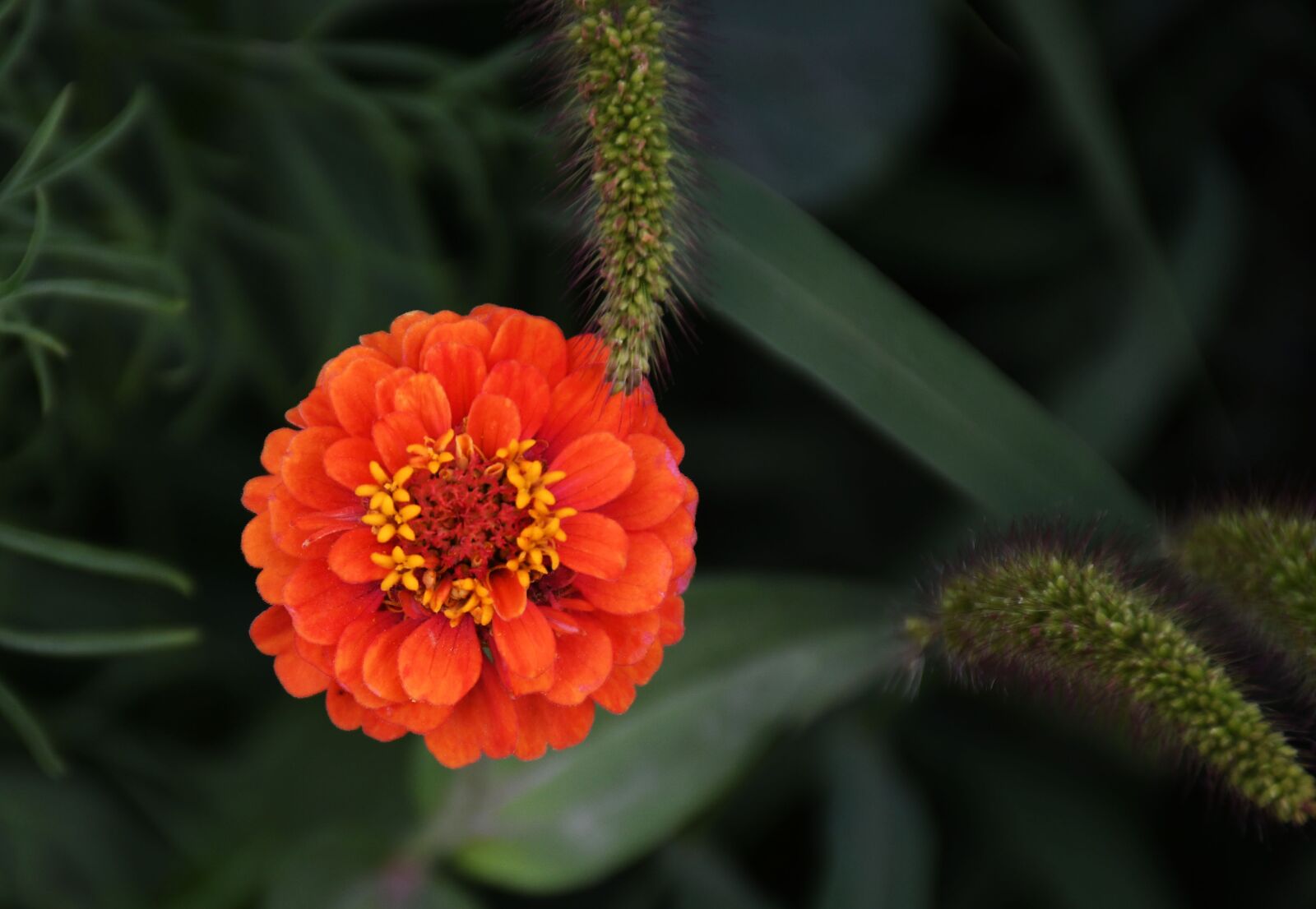 Nikon D7500 sample photo. Nosegay, flower, plant photography