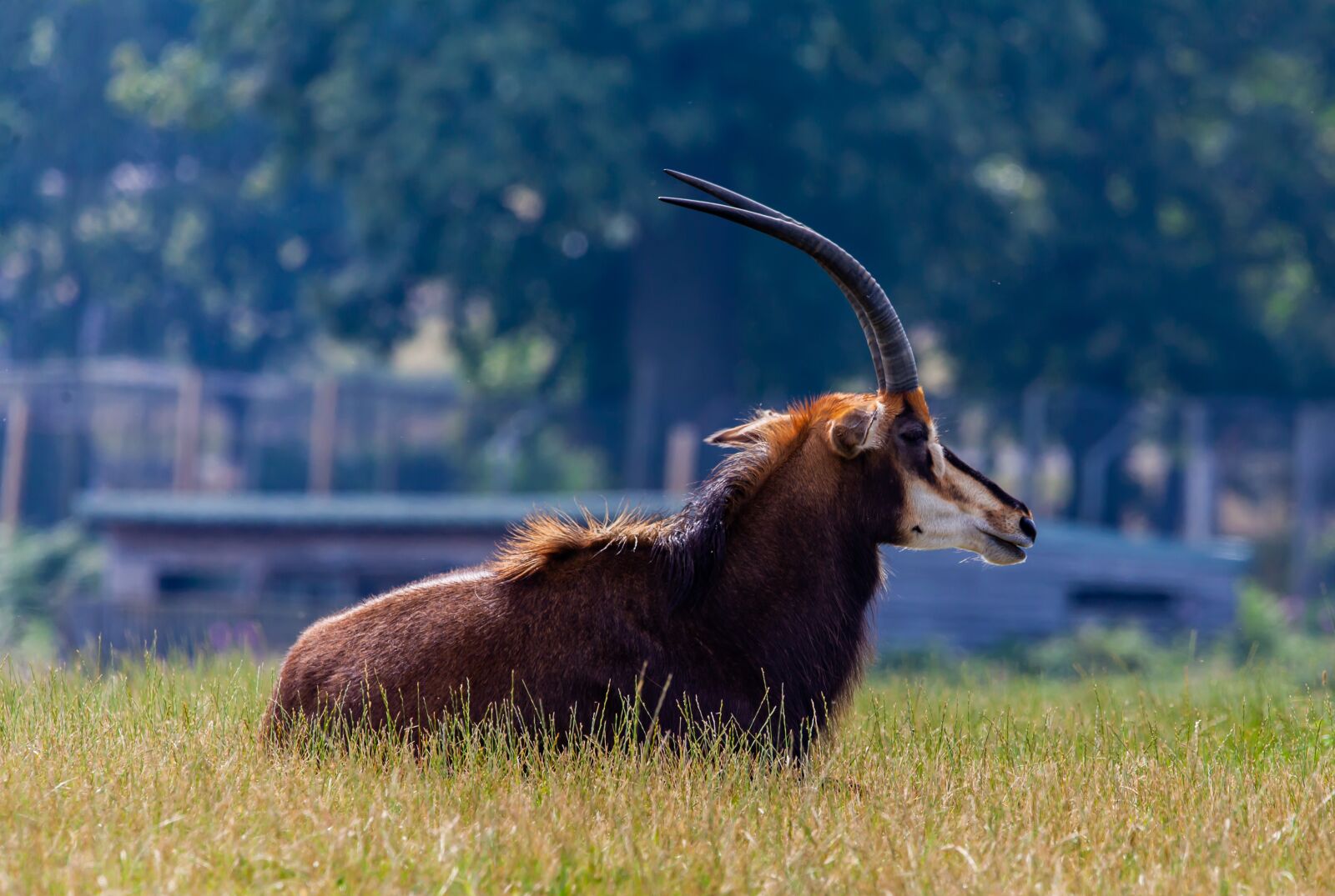 150-600mm F5-6.3 DG OS HSM | Contemporary 015 sample photo. Sable antelope, antelope, savannah photography