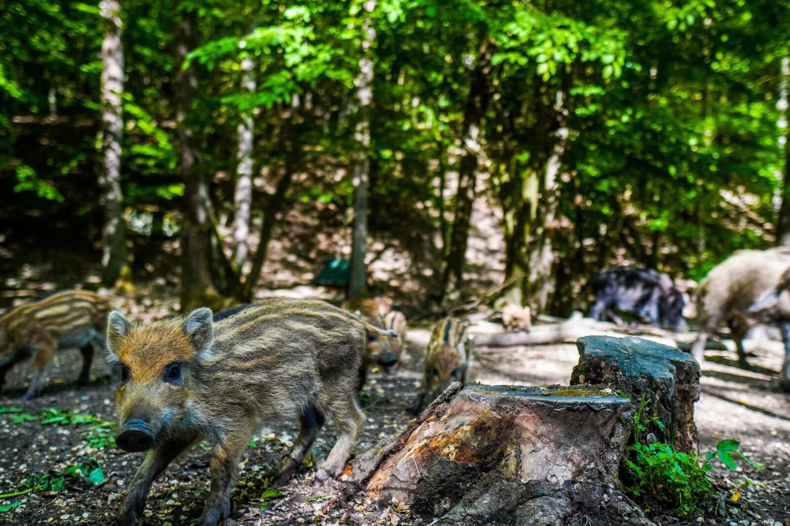 Sony a6400 + Sigma 16mm F1.4 DC DN | C sample photo. Wild boar, pig, sows photography