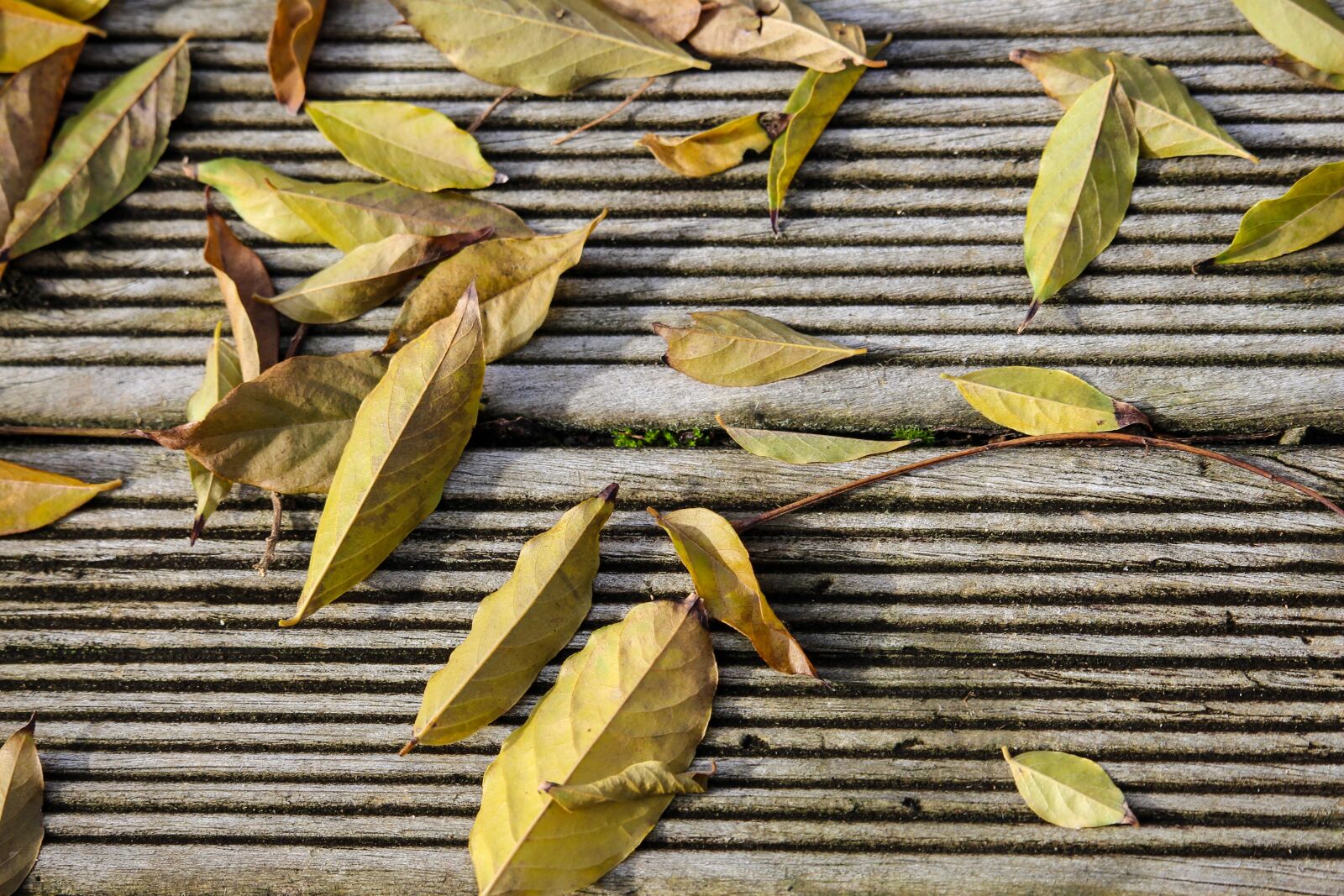 Canon EF-S 55-250mm F4-5.6 IS STM sample photo. Leaves, wooden, autumn photography