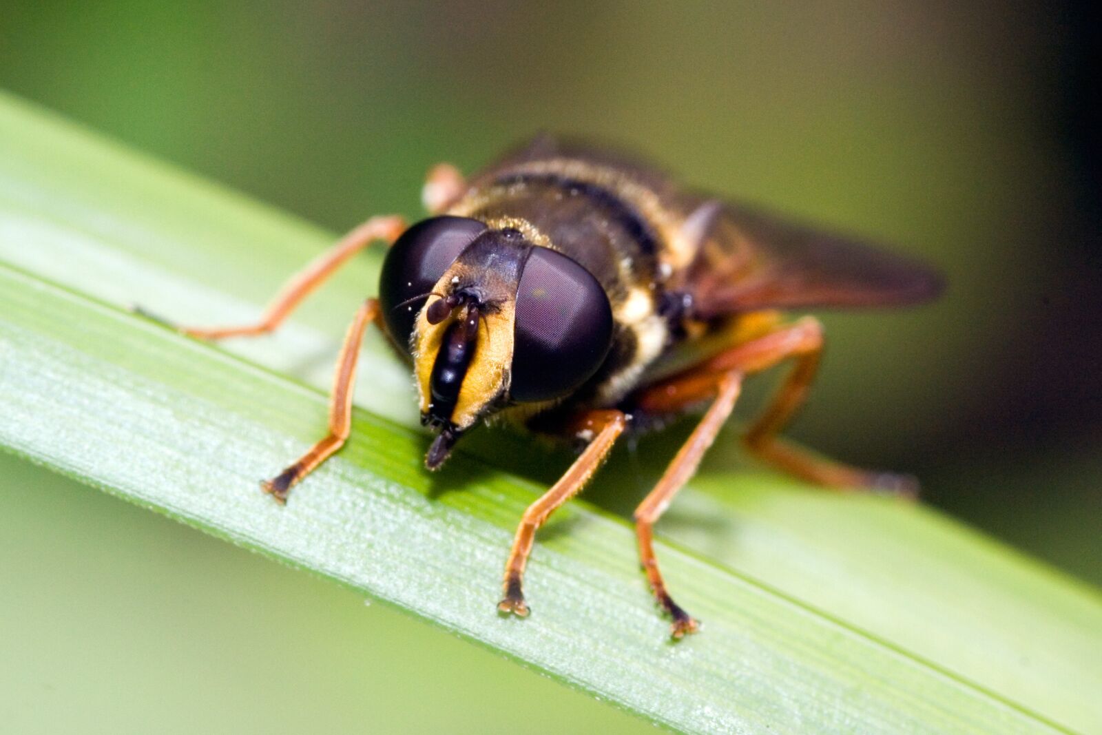 Canon EOS 350D (EOS Digital Rebel XT / EOS Kiss Digital N) sample photo. Episyrphus balteatus, nature, macro photography